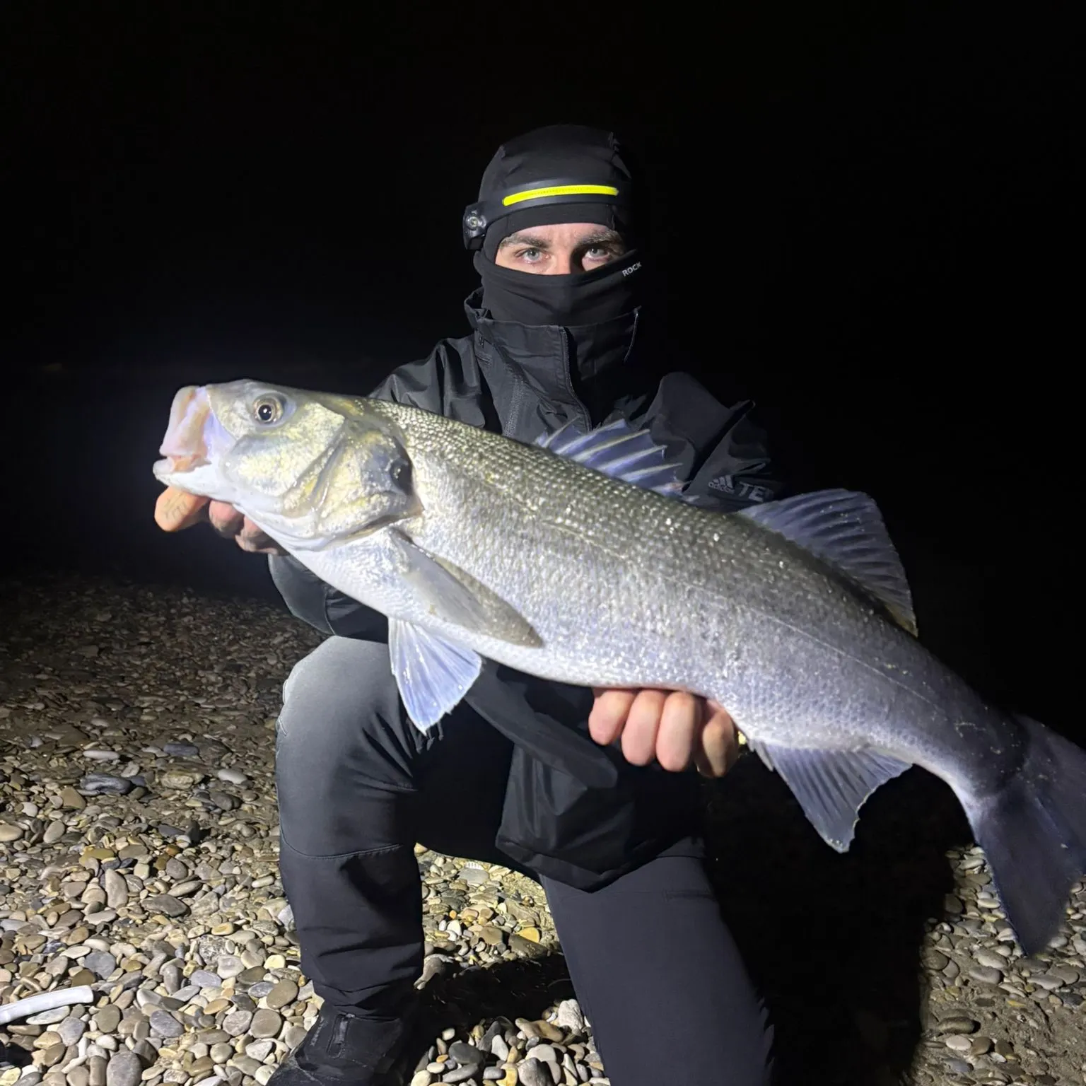 The most recent European seabass catches on Fishbrain