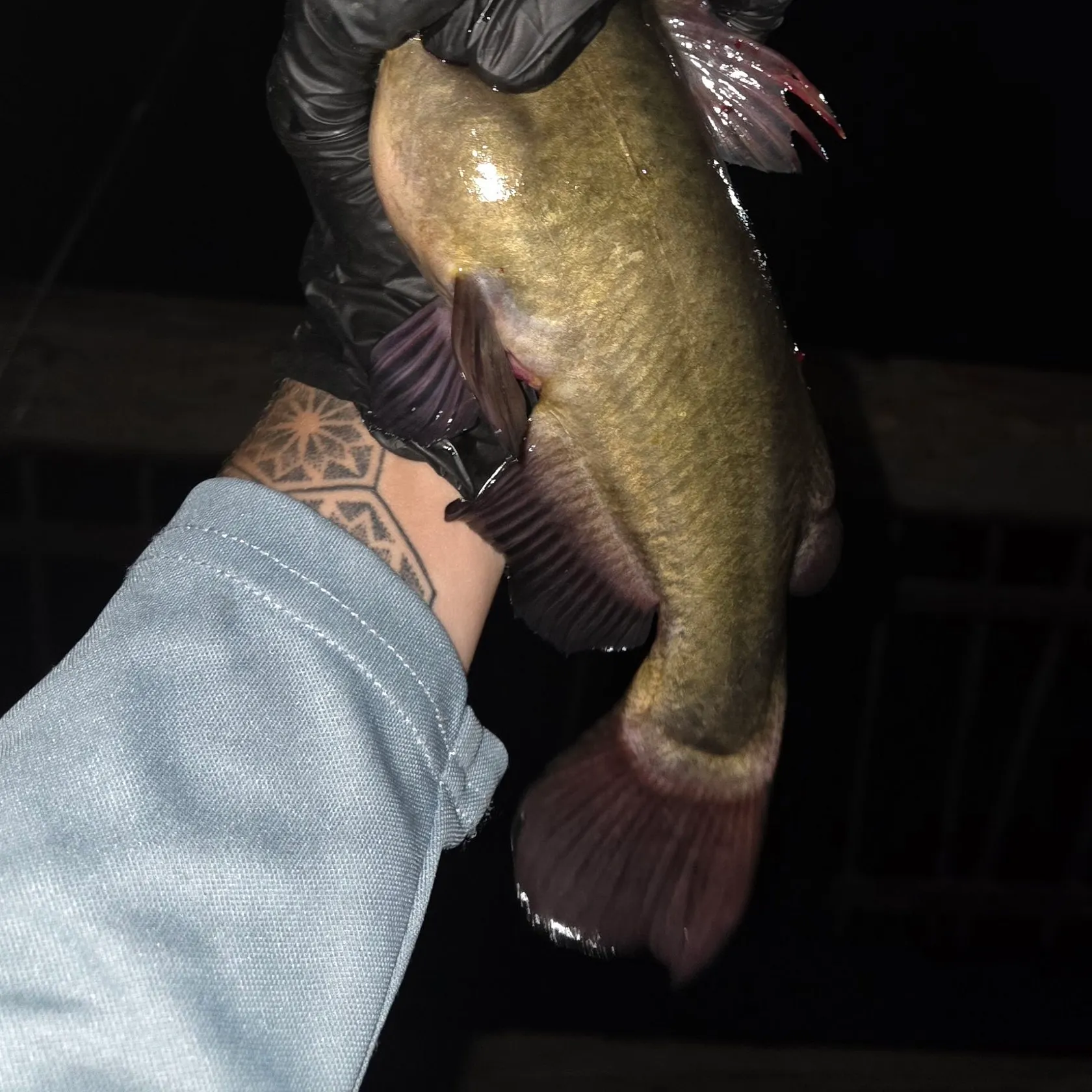 Black bullhead caught on Fishbrain