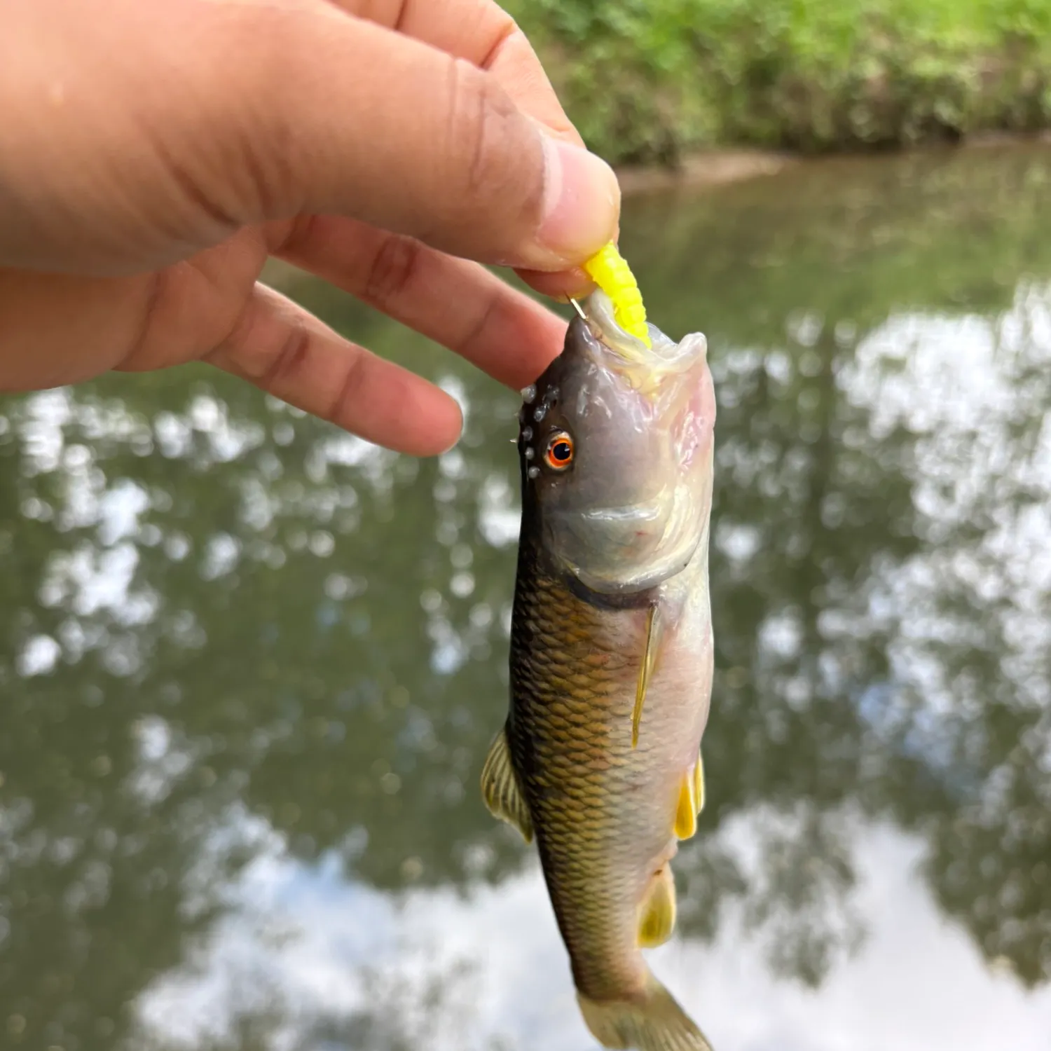 most liked catch image
