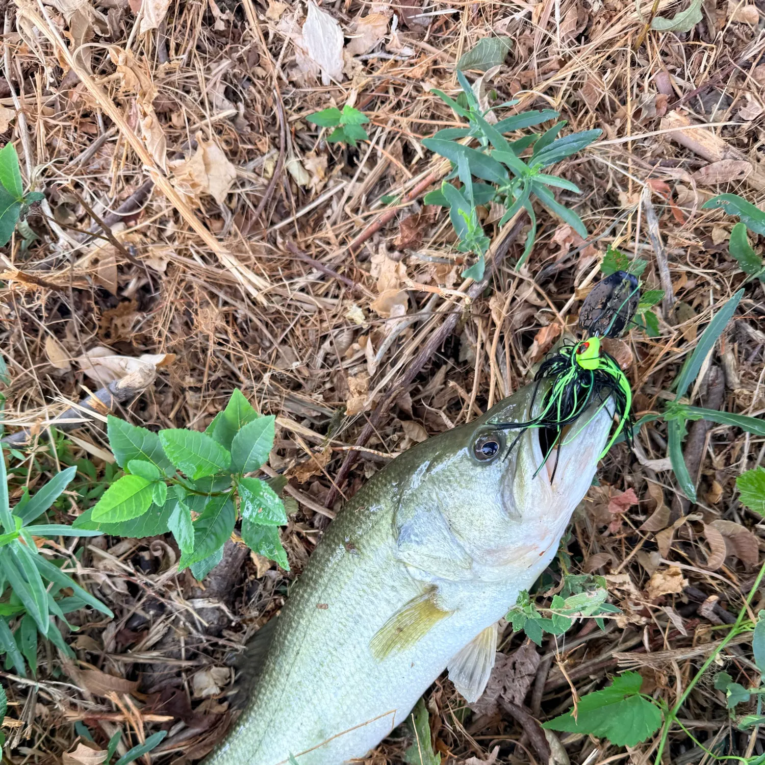 Largemouth bass caught on Fishbrain