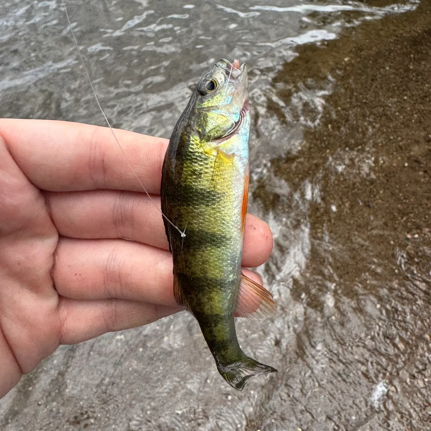 Yellow perch caught on Fishbrain