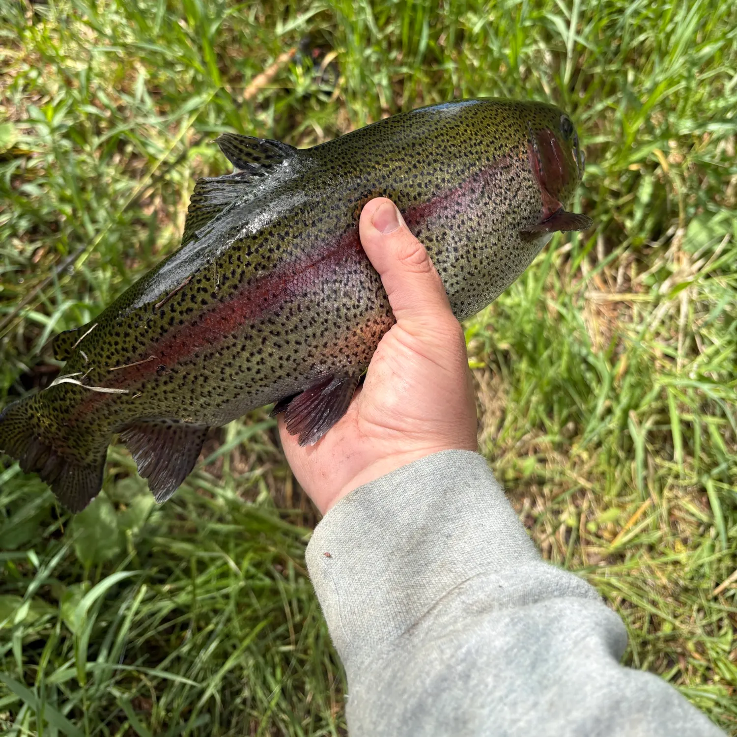Rainbow trout caught on Fishbrain