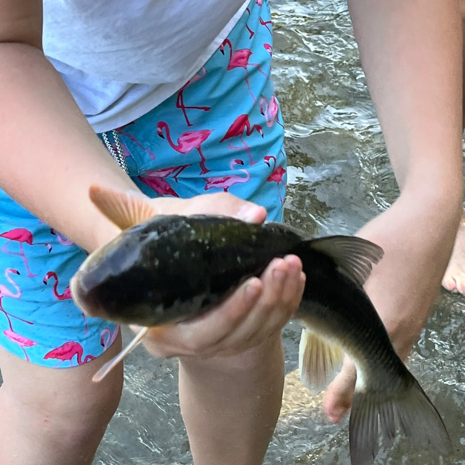 The most recent Northern hogsucker catches on Fishbrain