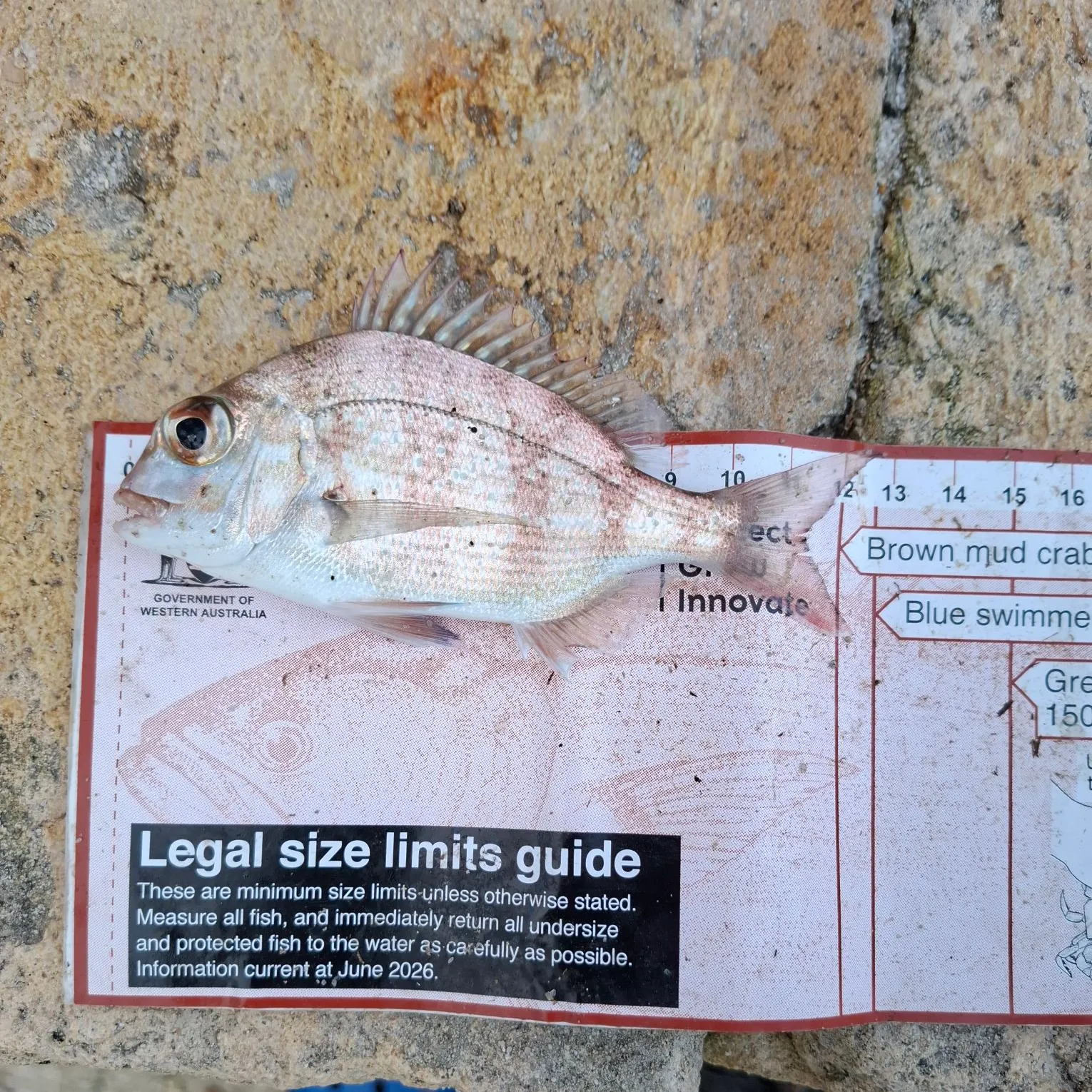 Australasian snapper caught on Fishbrain