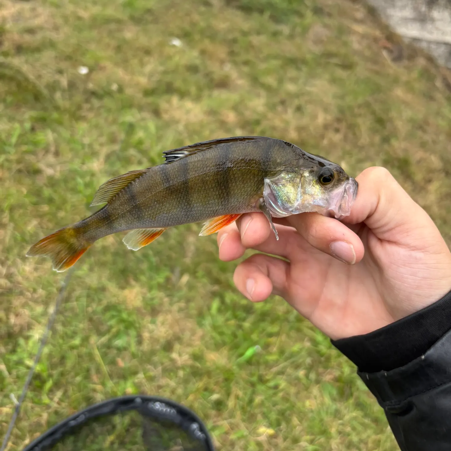 European perch caught on Fishbrain