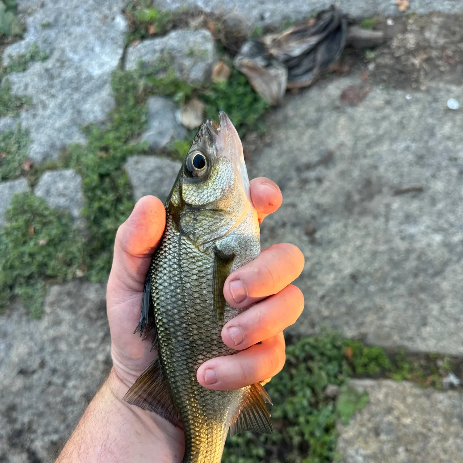 White perch caught on Fishbrain