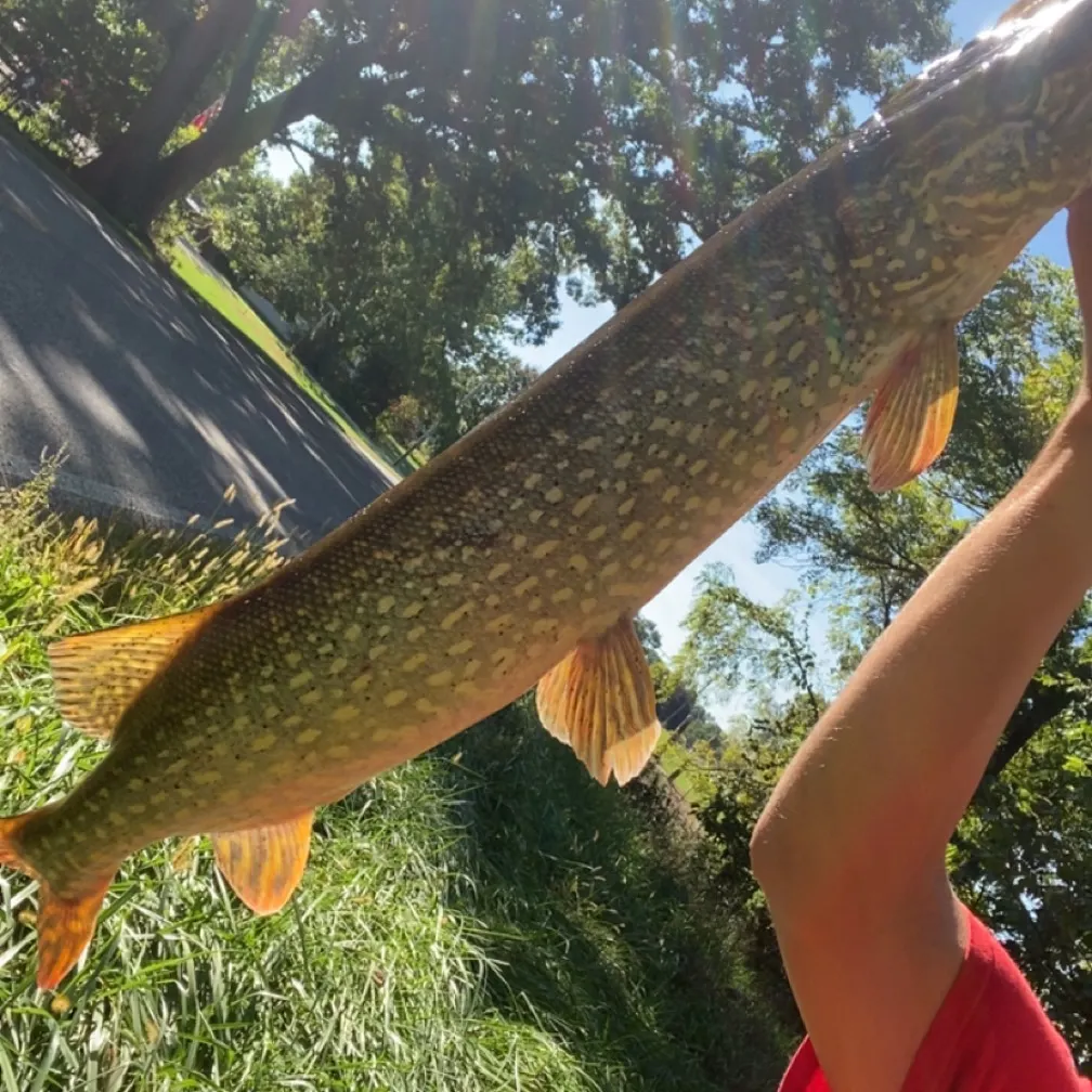 Northern pike caught on Fishbrain