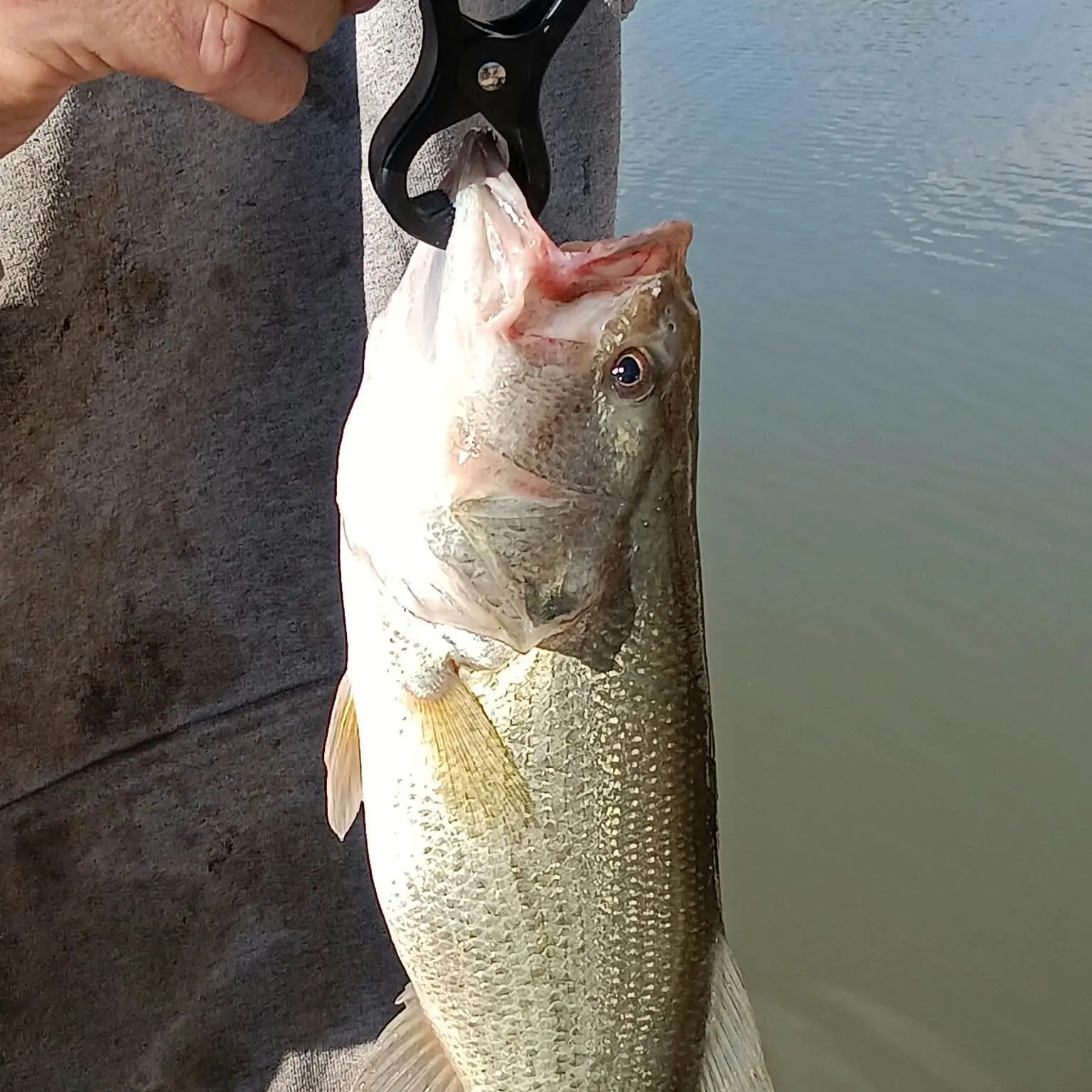 Smallmouth bass caught on Fishbrain