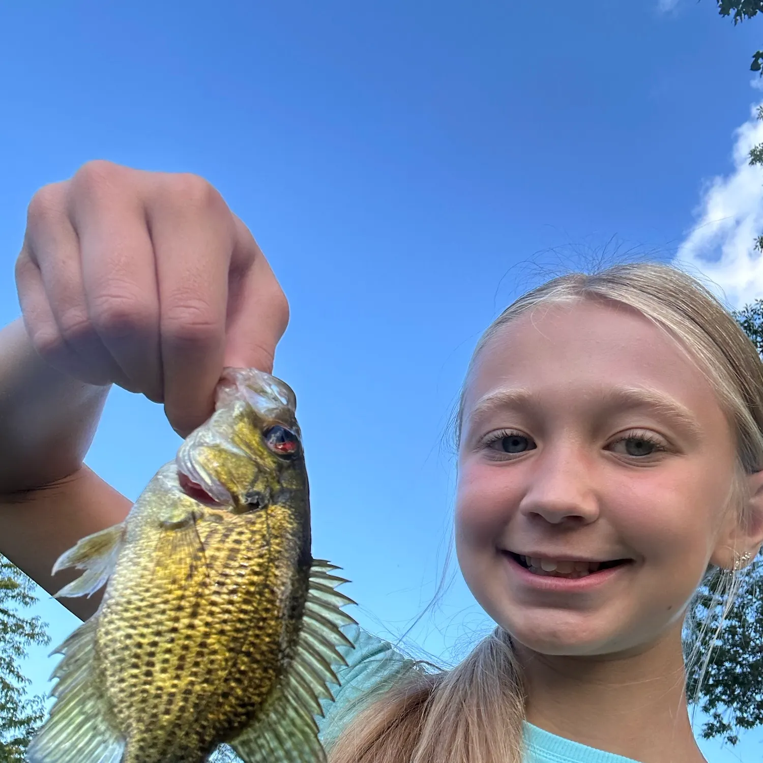The most recent Rock bass catches on Fishbrain