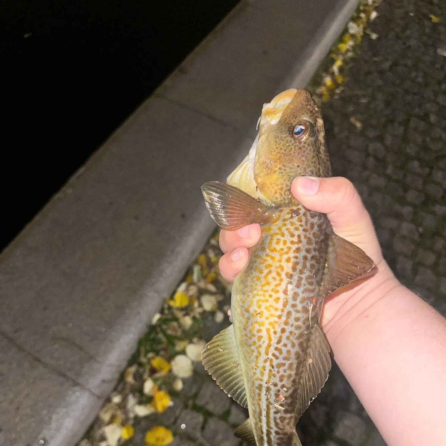 Atlantic cod caught on Fishbrain