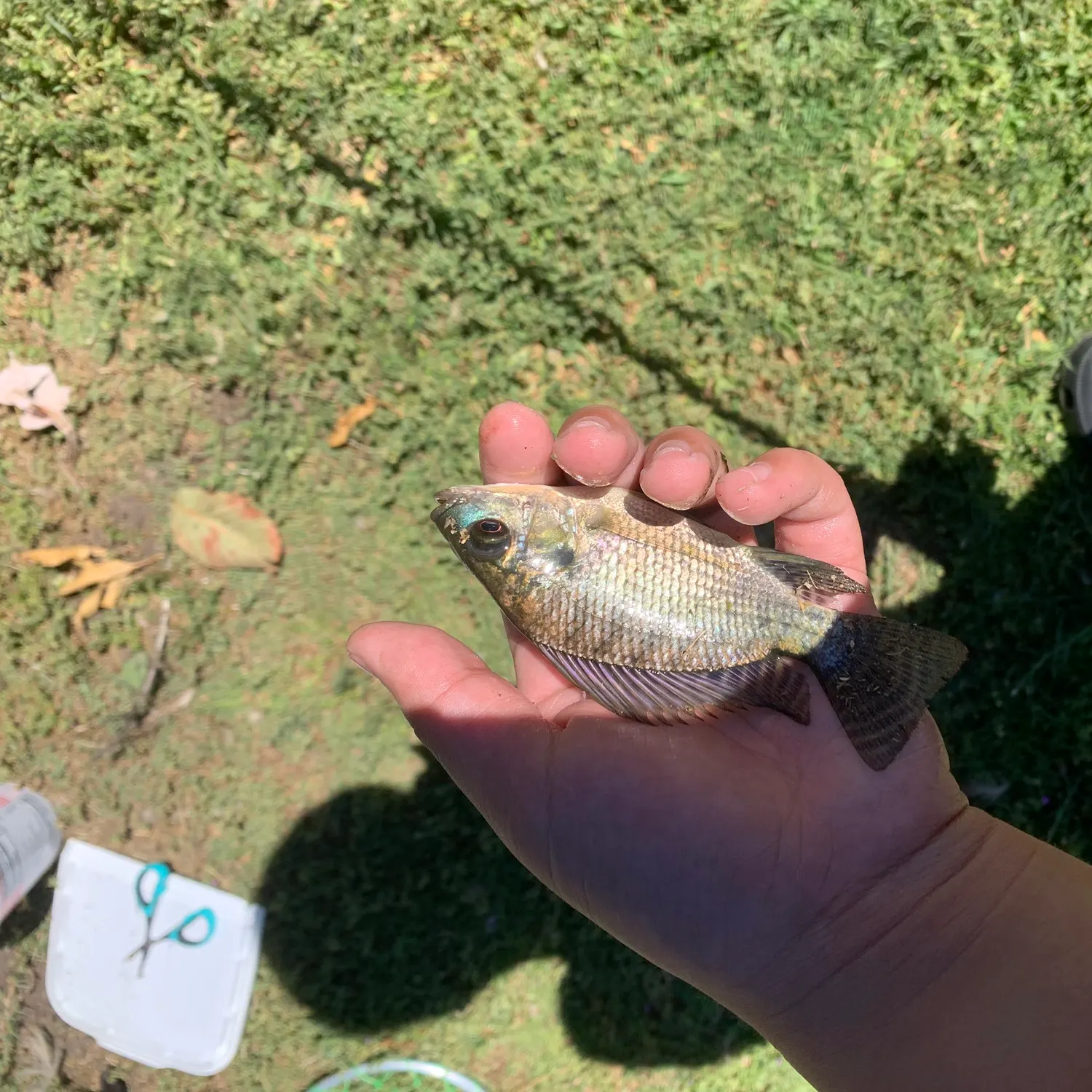 Blue tilapia caught on Fishbrain