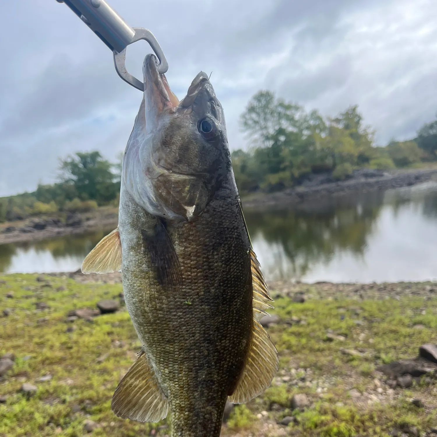 Smallmouth bass caught on Fishbrain