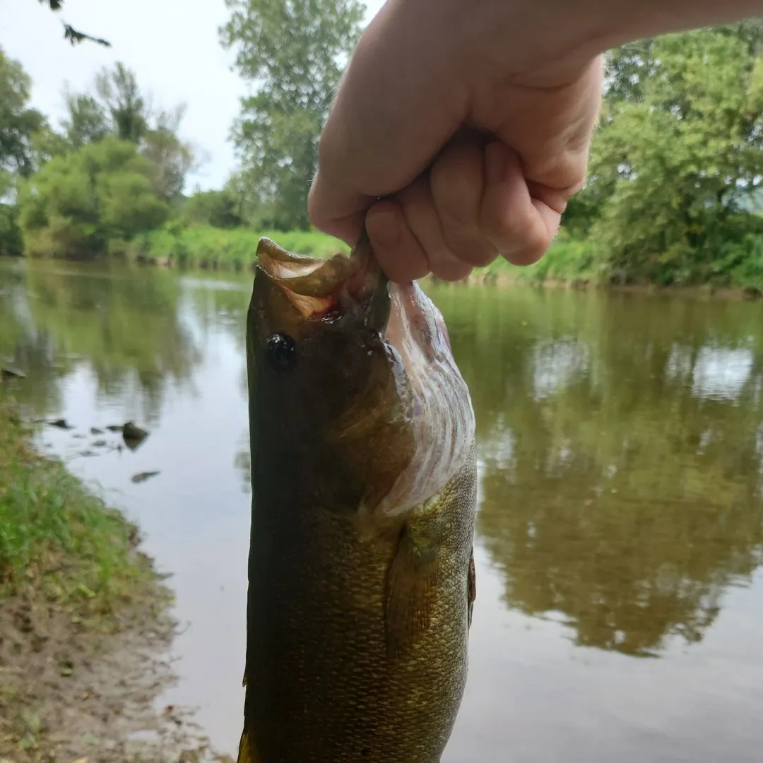 Smallmouth bass caught on Fishbrain