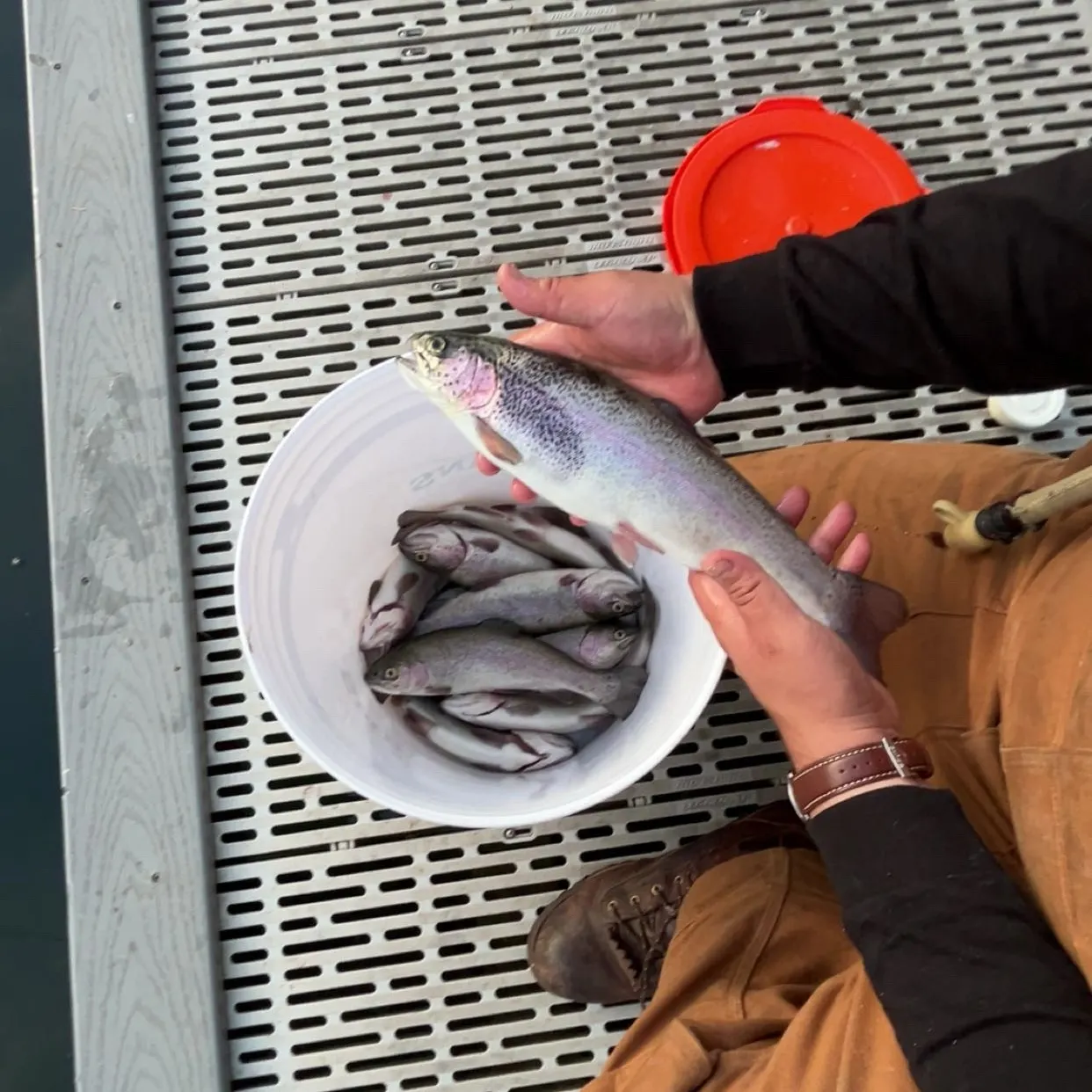 Rainbow trout caught on Fishbrain