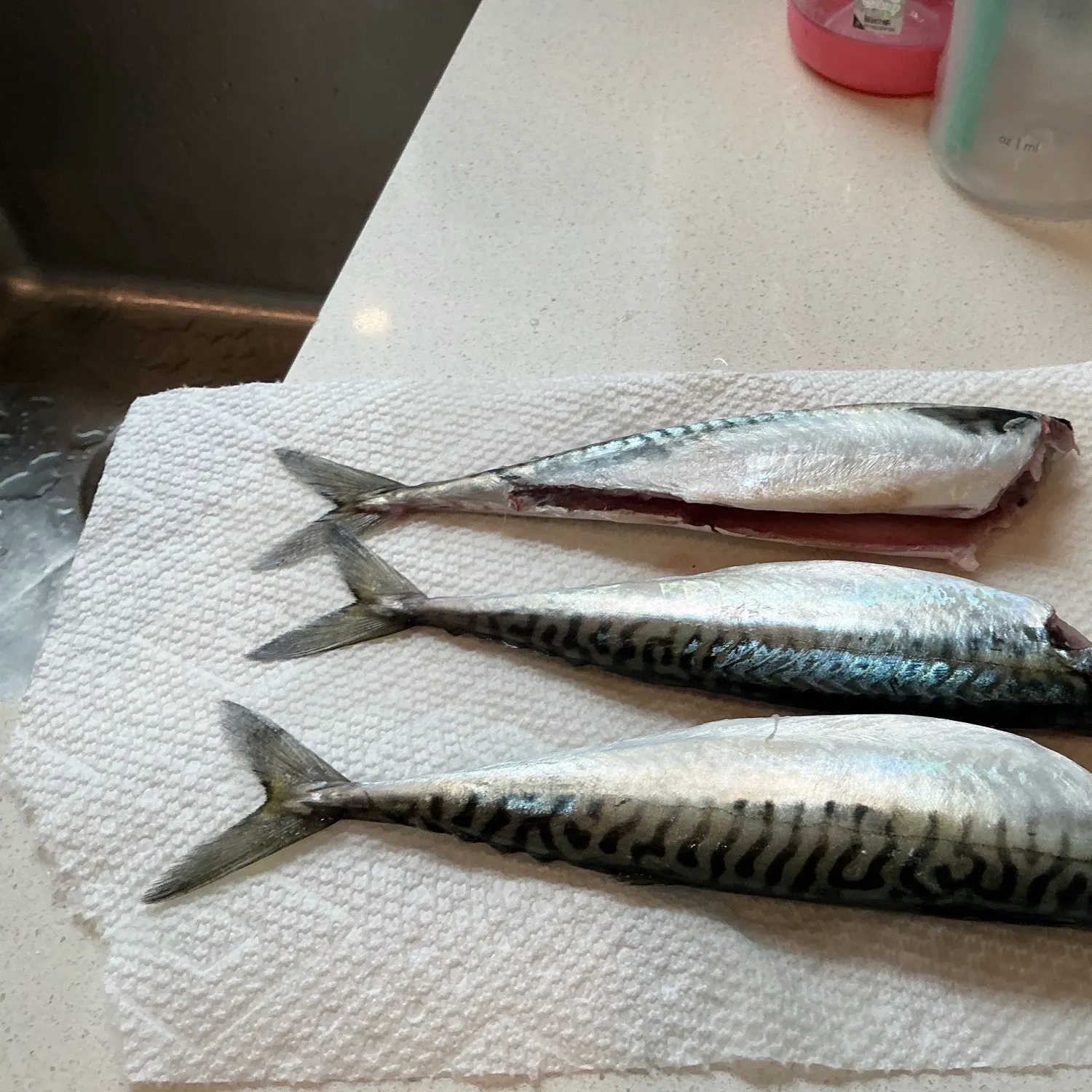 Atlantic mackerel caught on Fishbrain
