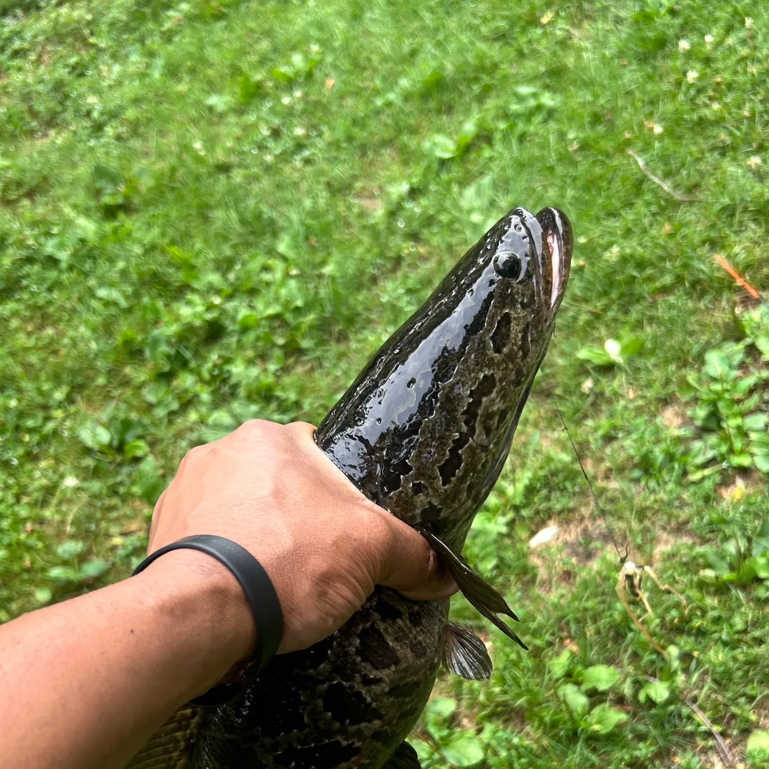catch