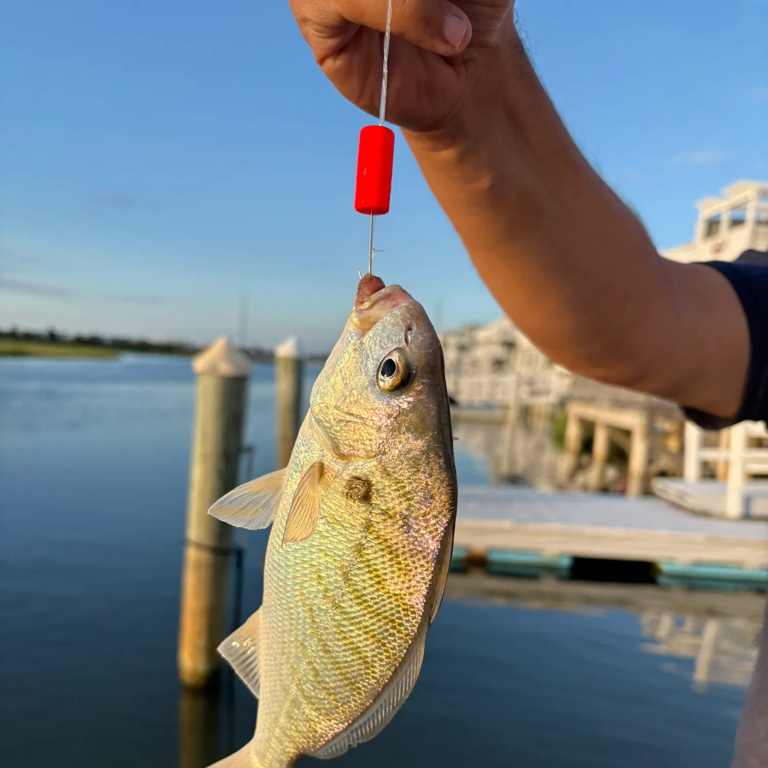 Spot croaker caught on Fishbrain