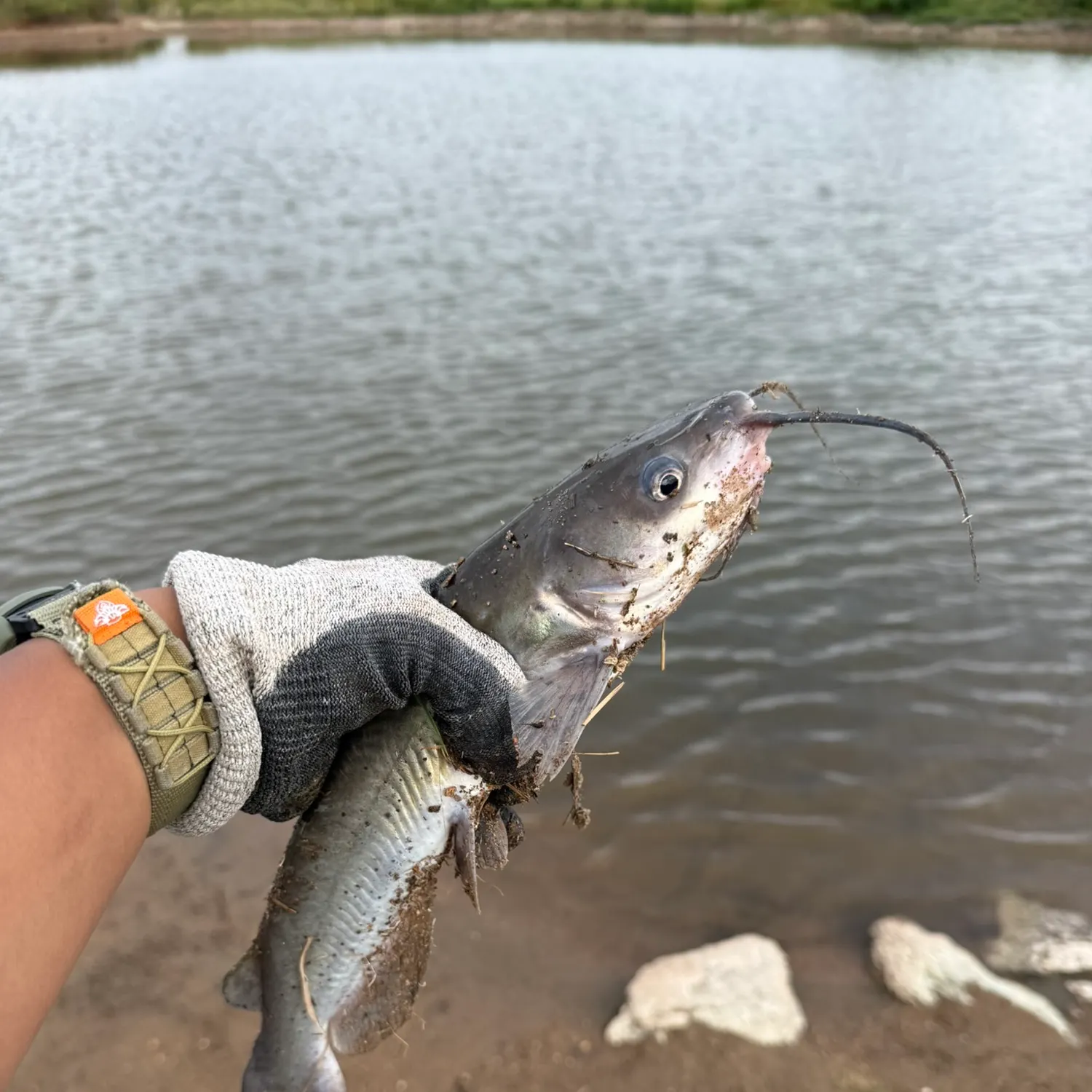 Channel catfish caught on Fishbrain
