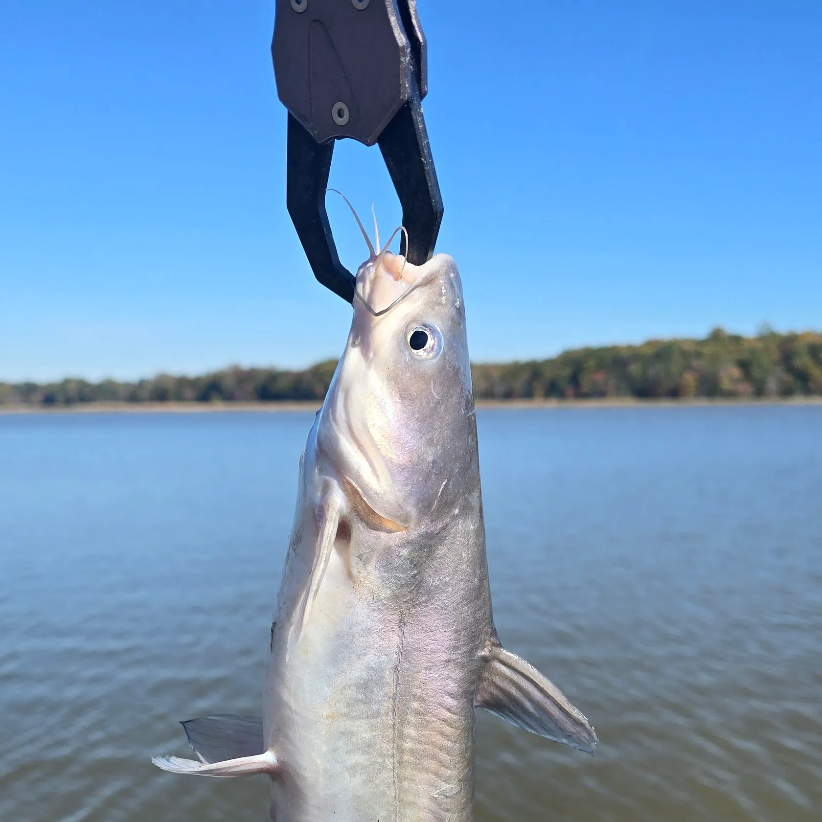 Blue catfish caught on Fishbrain