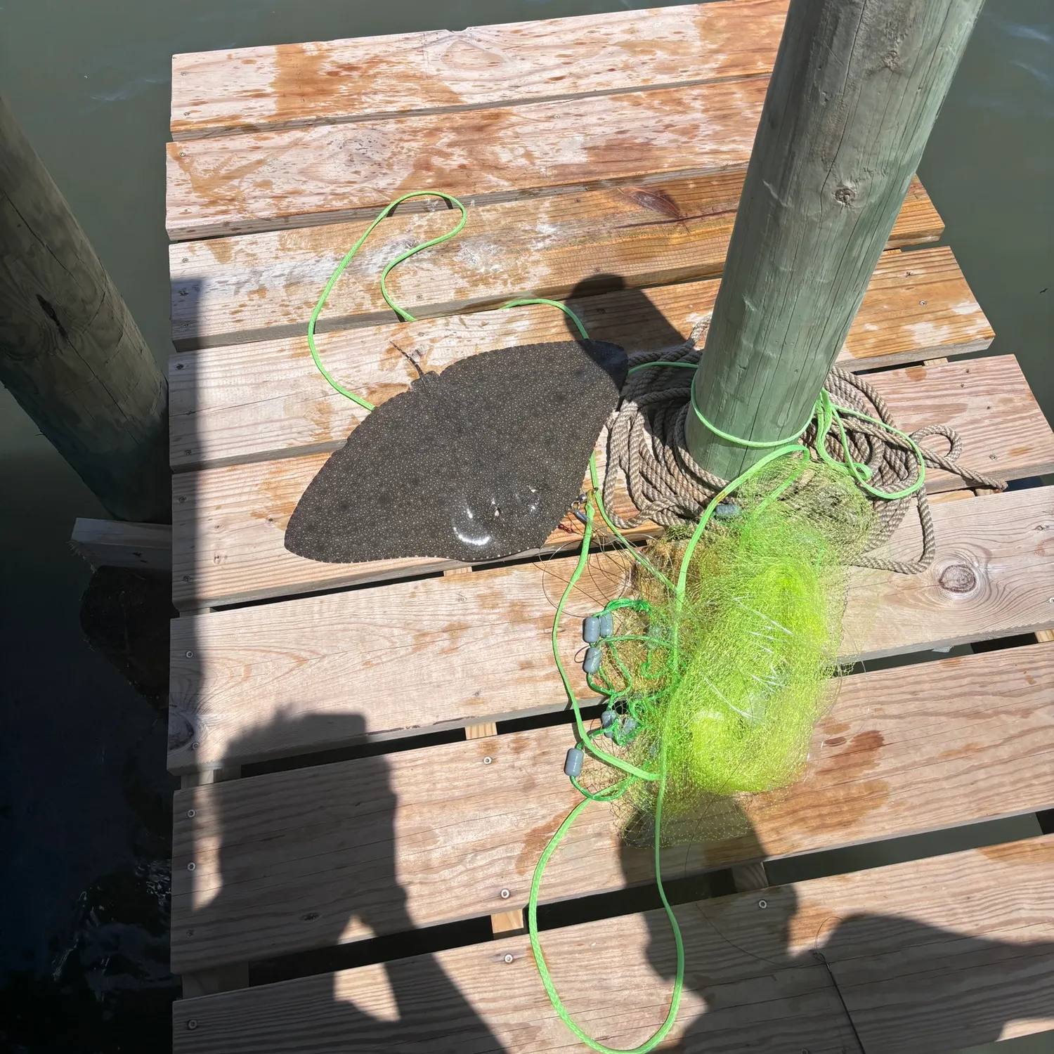 The most recent Cowtail stingray catches on Fishbrain