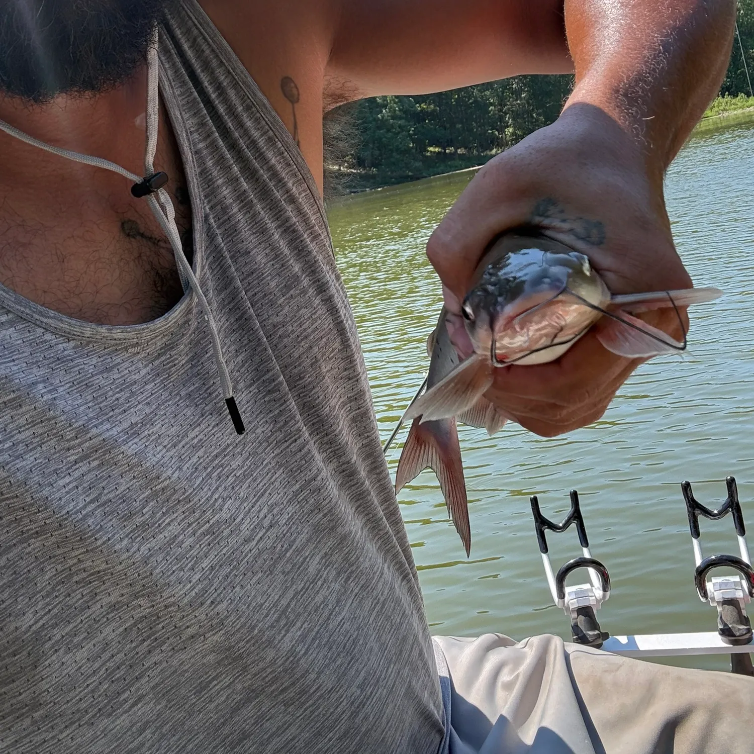 Channel catfish caught on Fishbrain