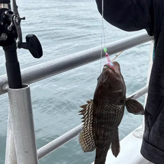 Black sea bass caught on Fishbrain
