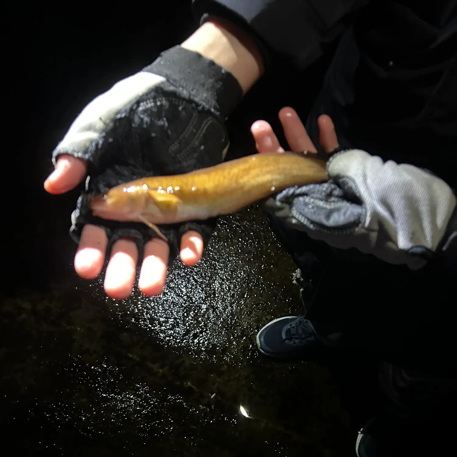 The most recent Fivebeard rockling catches on Fishbrain