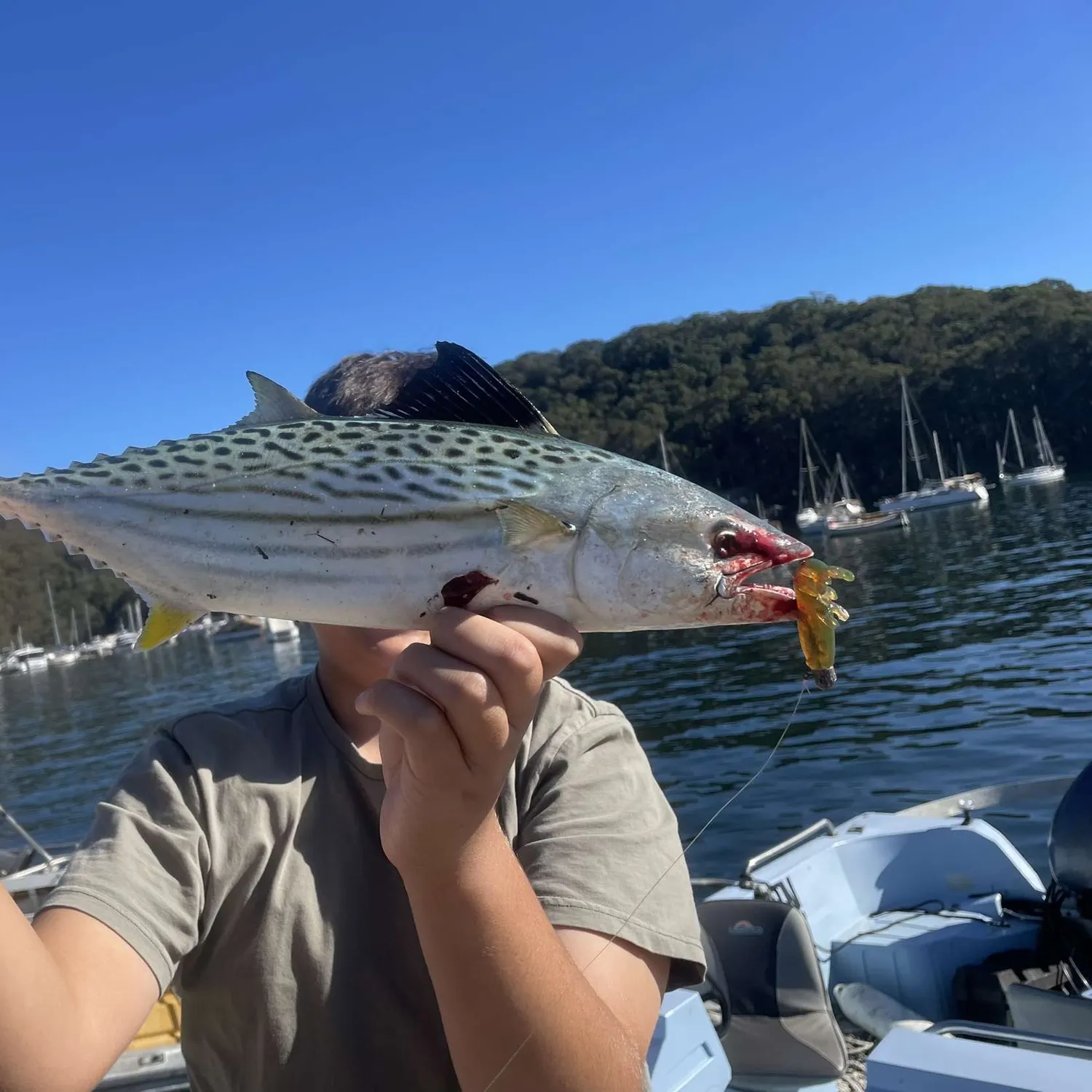 The most recent Leaping bonito catches on Fishbrain