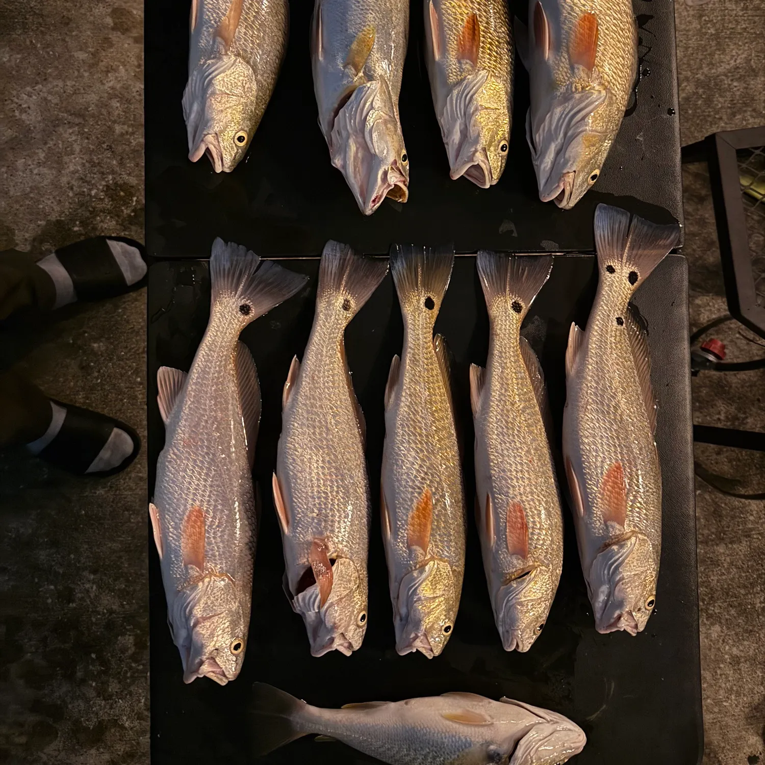 recently logged catches