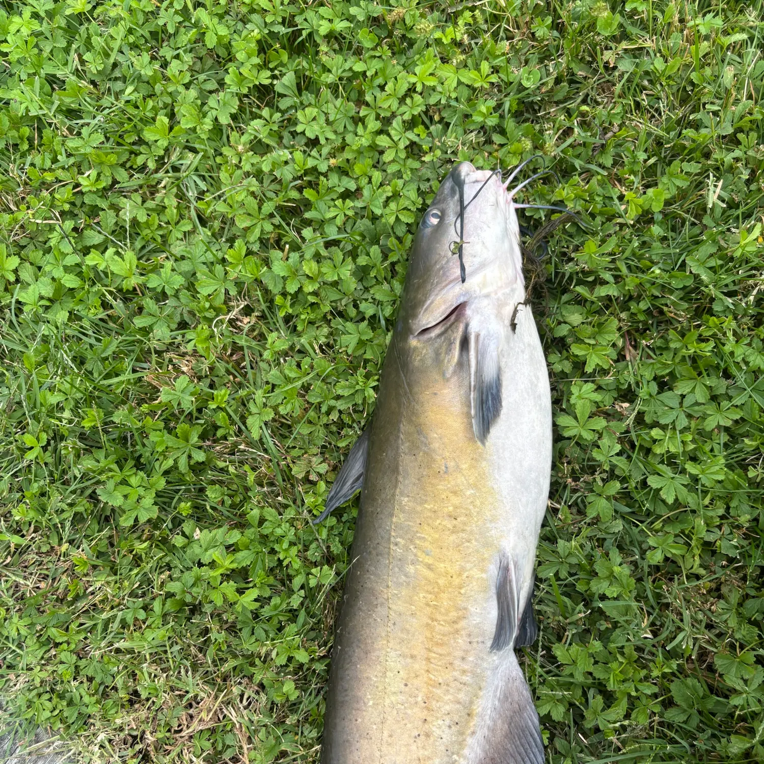 Channel catfish caught on Fishbrain