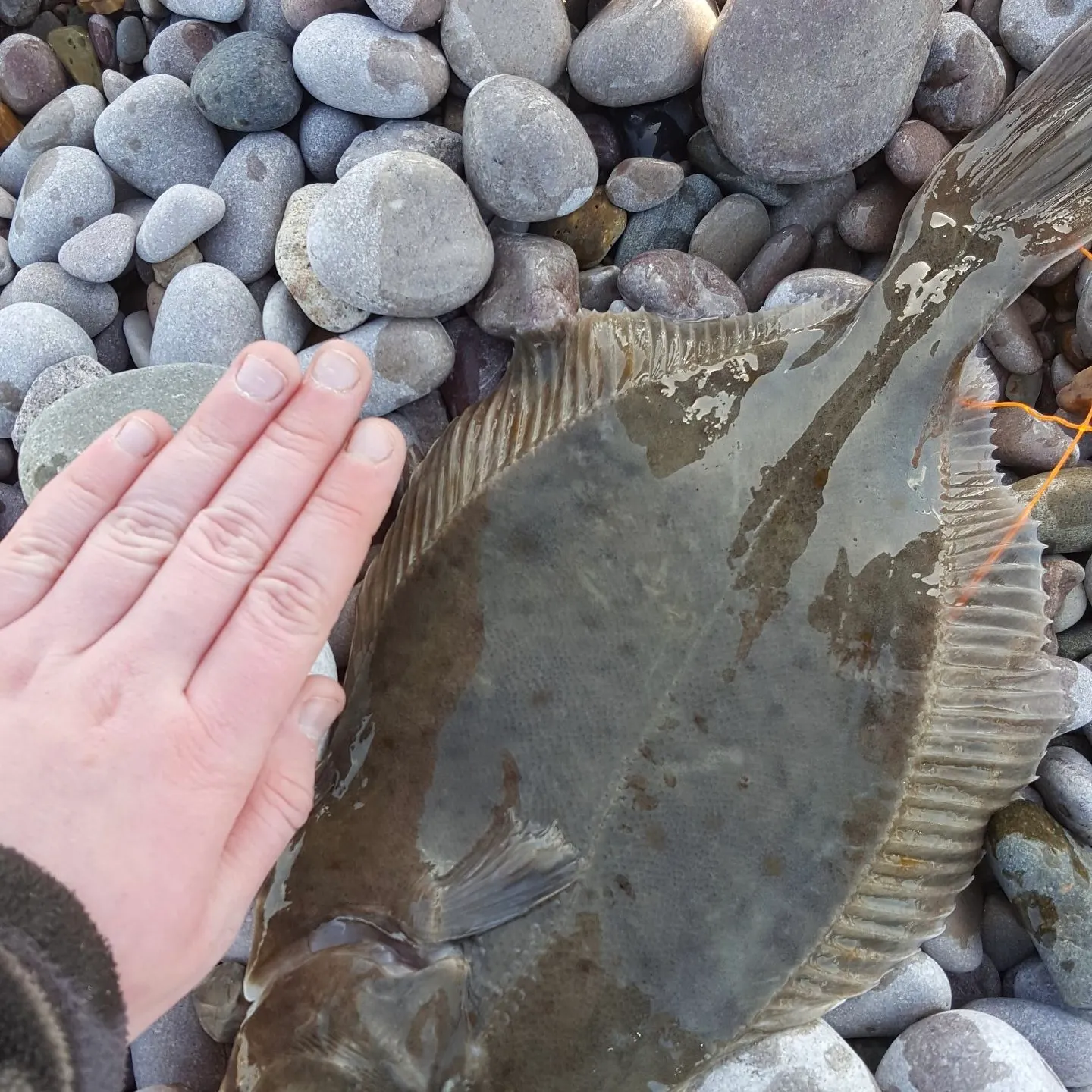 The most recent European plaice catches on Fishbrain