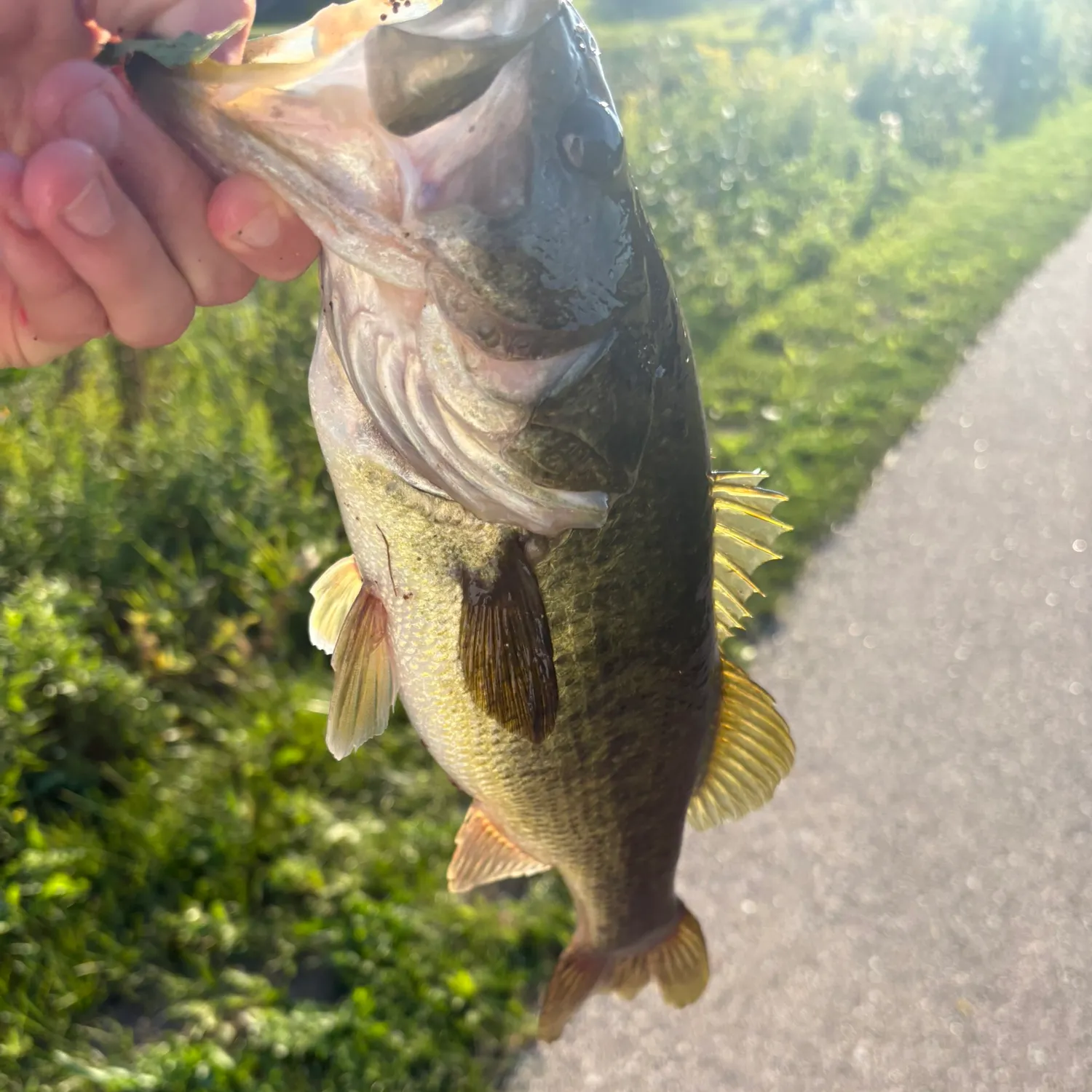 Largemouth bass caught on Fishbrain
