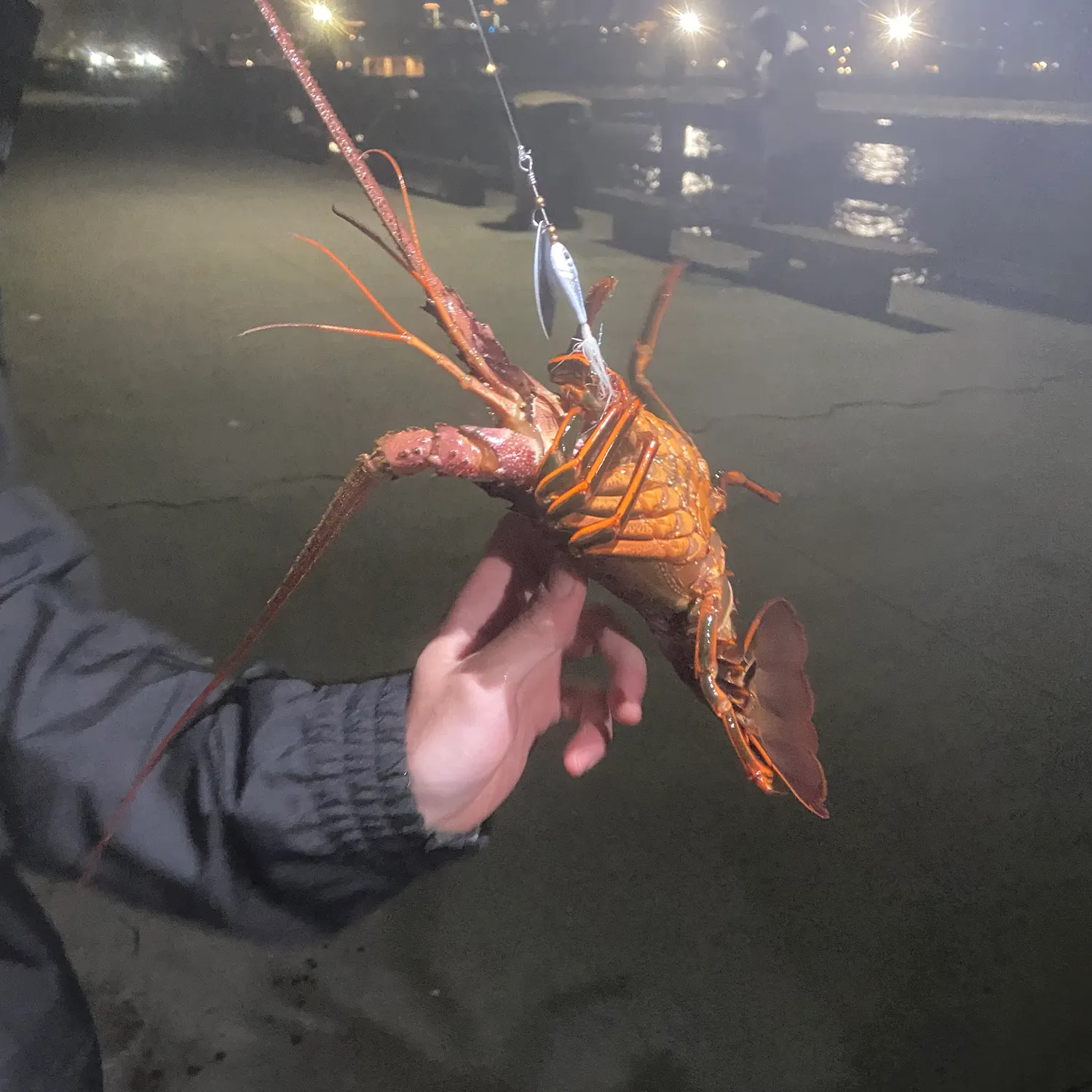 California spiny lobster caught on Fishbrain