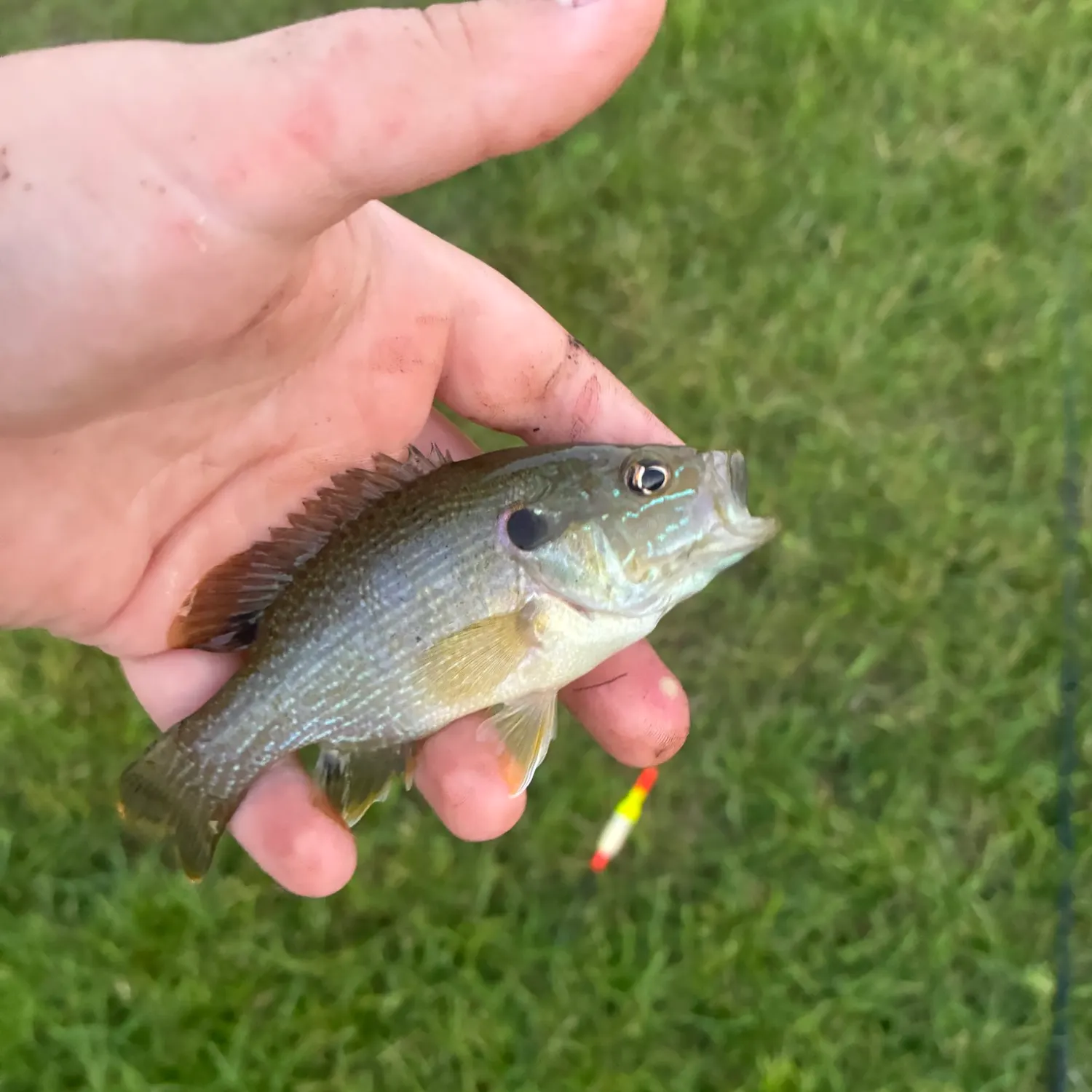Green sunfish caught on Fishbrain