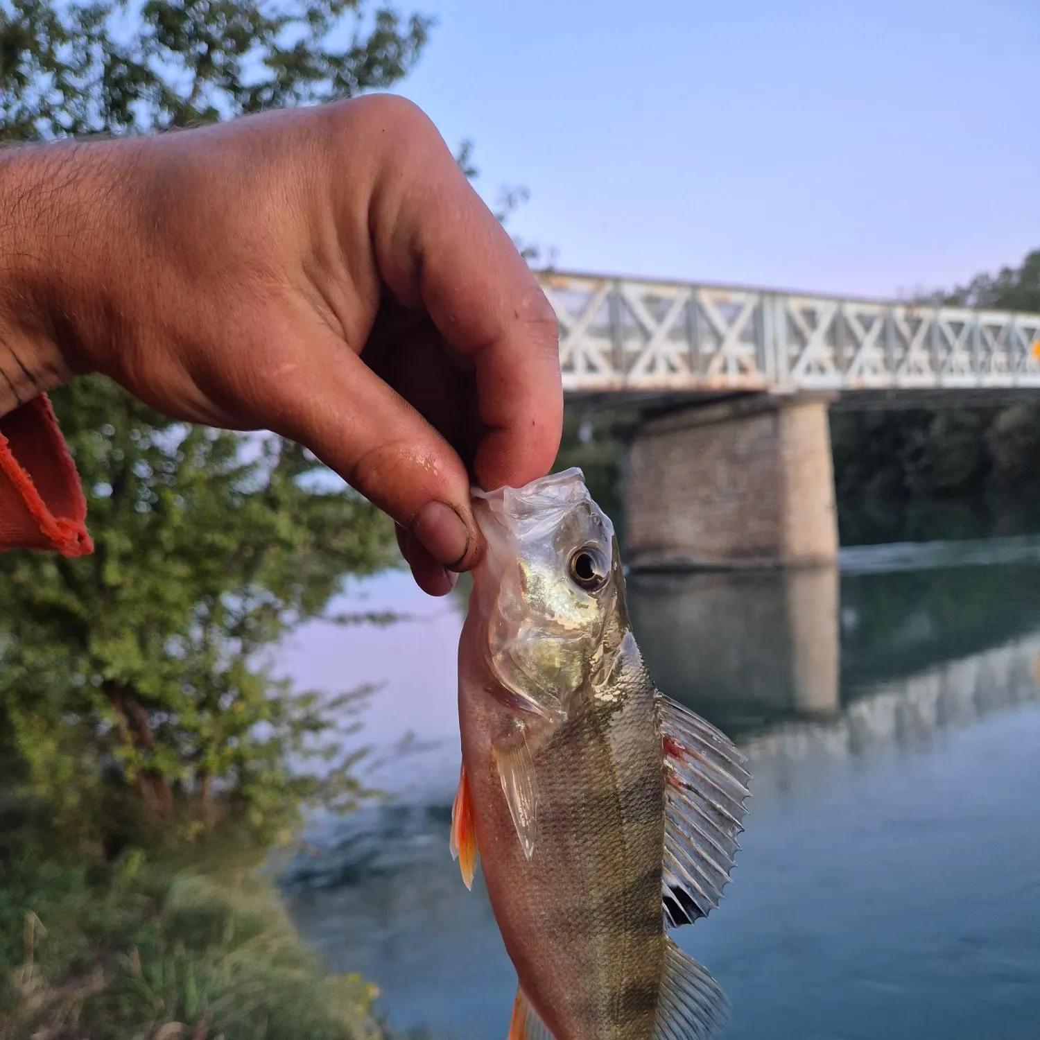 European perch caught on Fishbrain