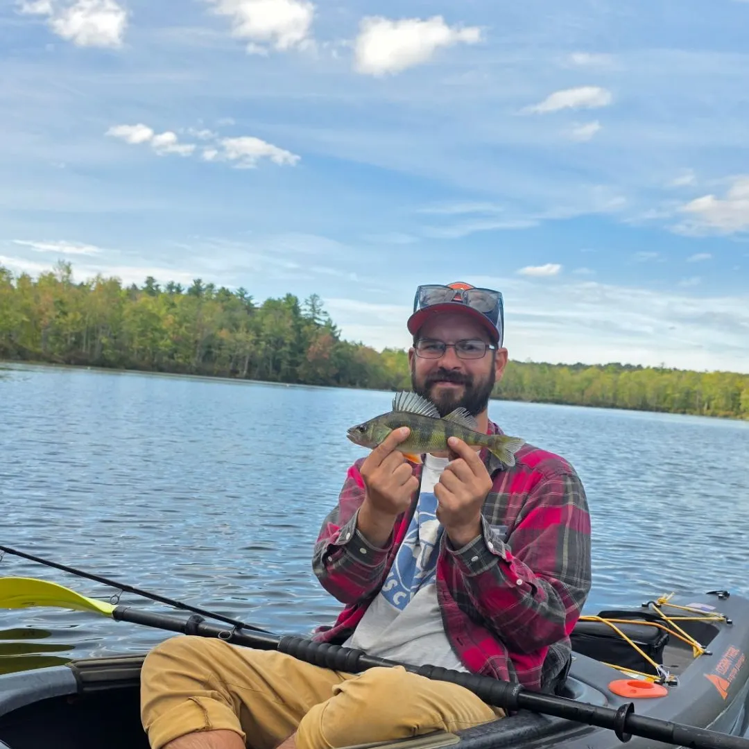 Yellow perch caught on Fishbrain