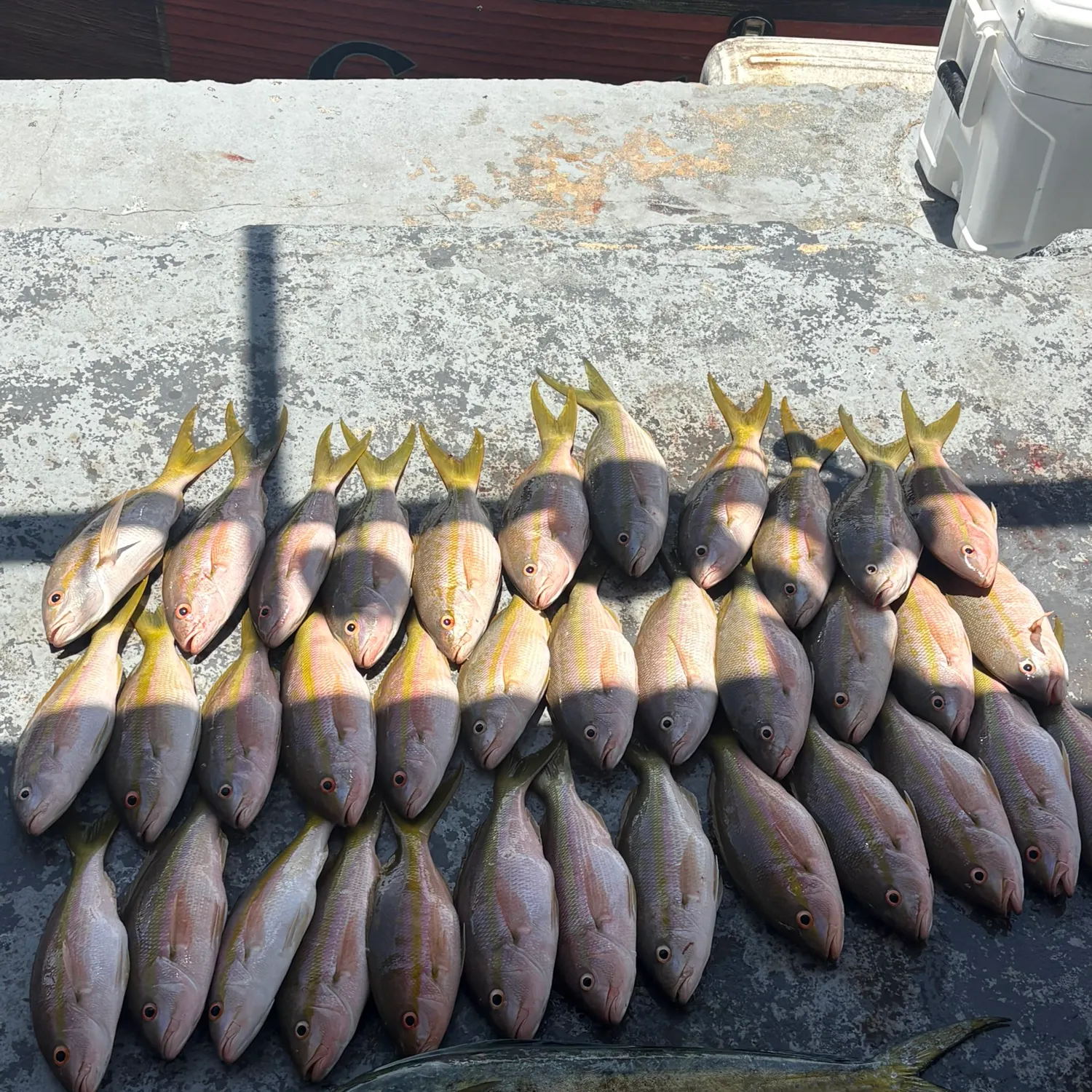 The most recent Yellowtail snapper catches on Fishbrain