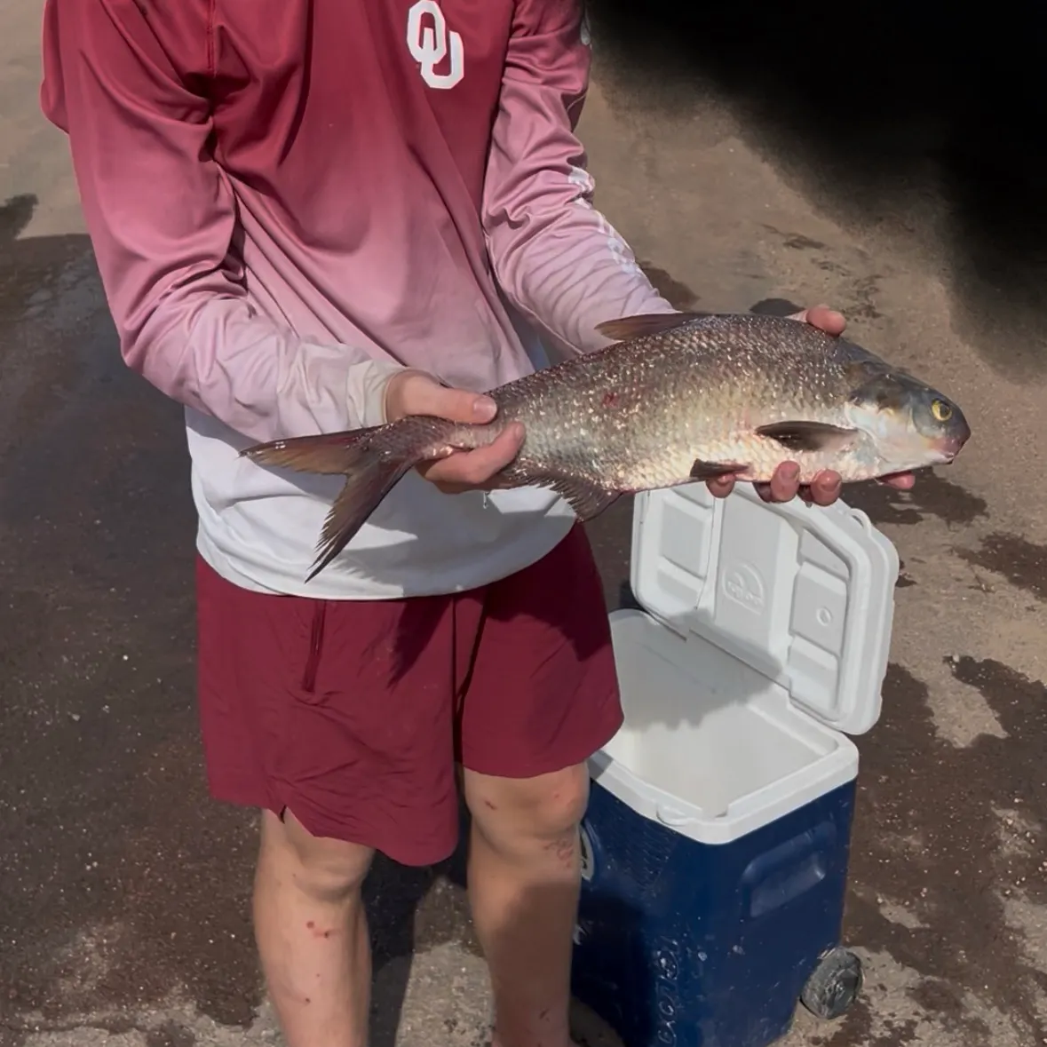American gizzard shad caught on Fishbrain