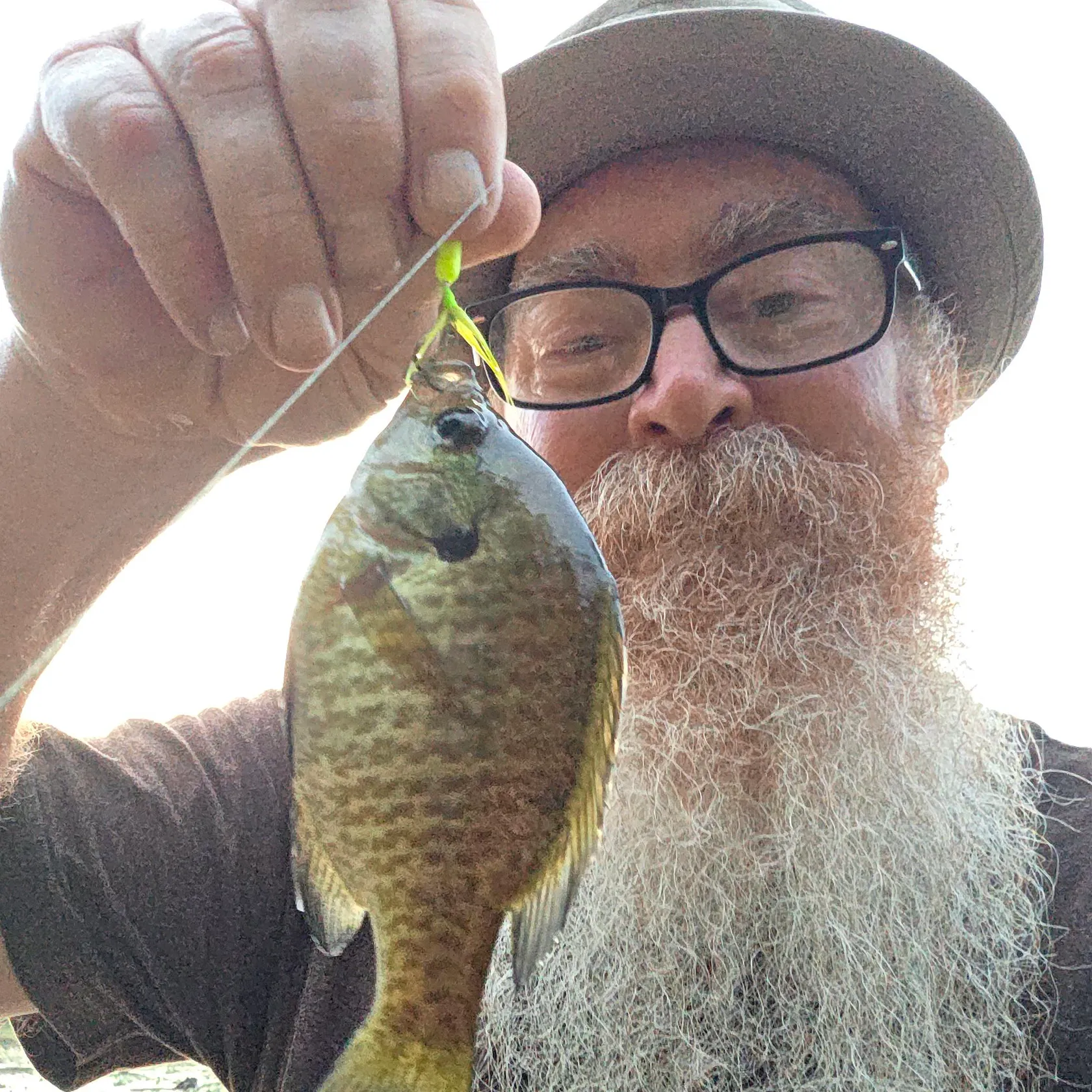Bluegill caught on Fishbrain