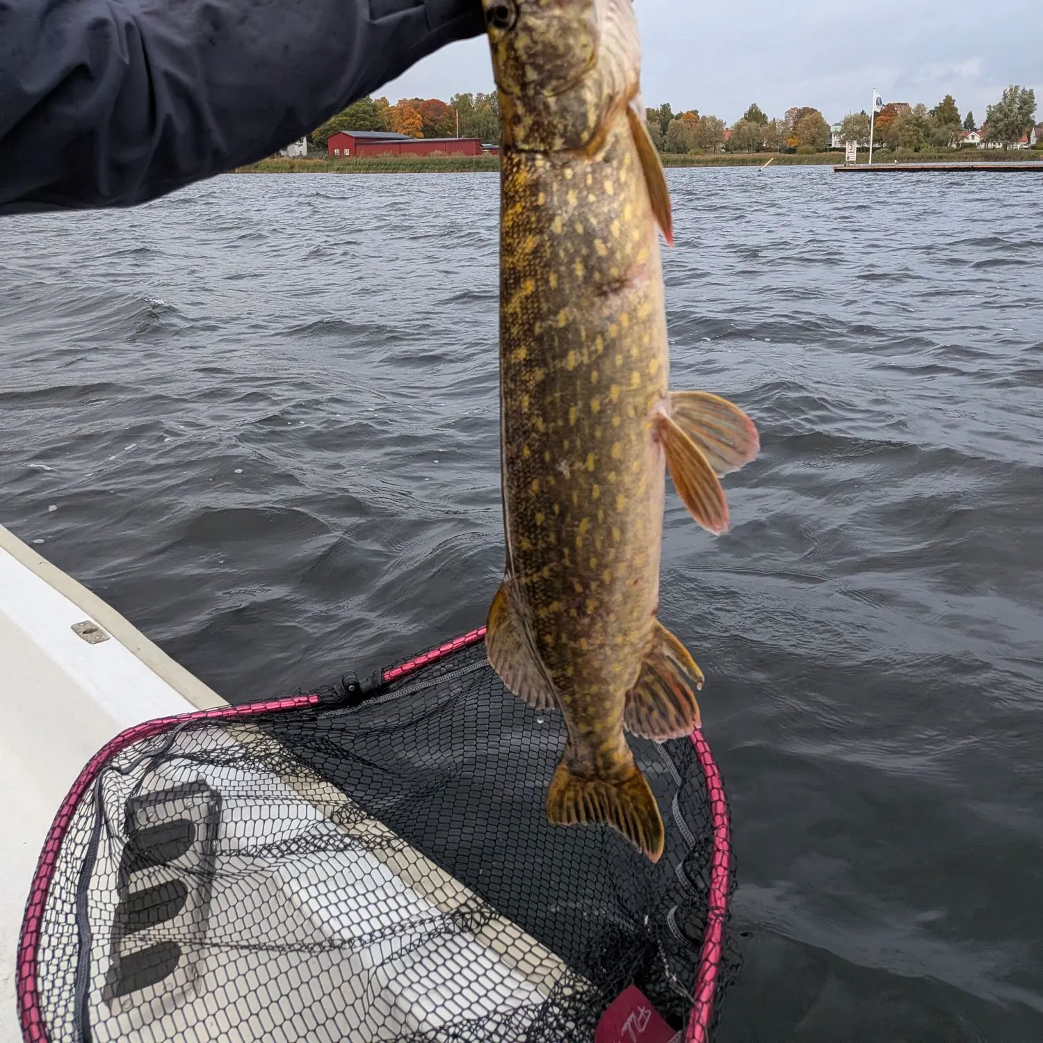 Northern pike caught on Fishbrain