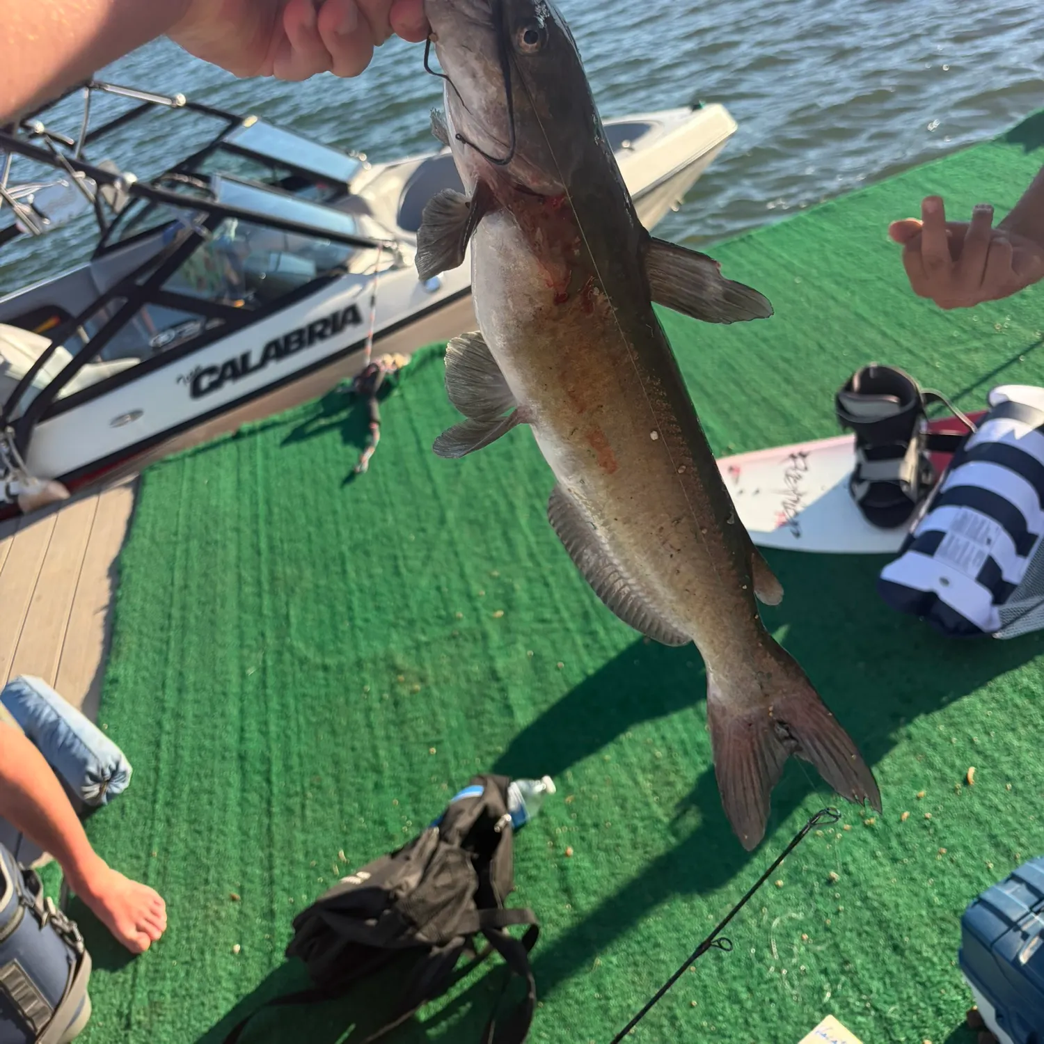 recently logged catches