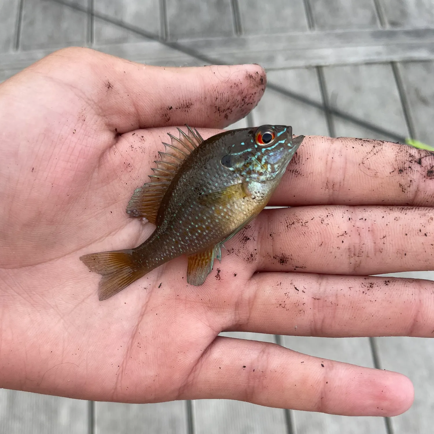 The most recent Dollar sunfish catches on Fishbrain