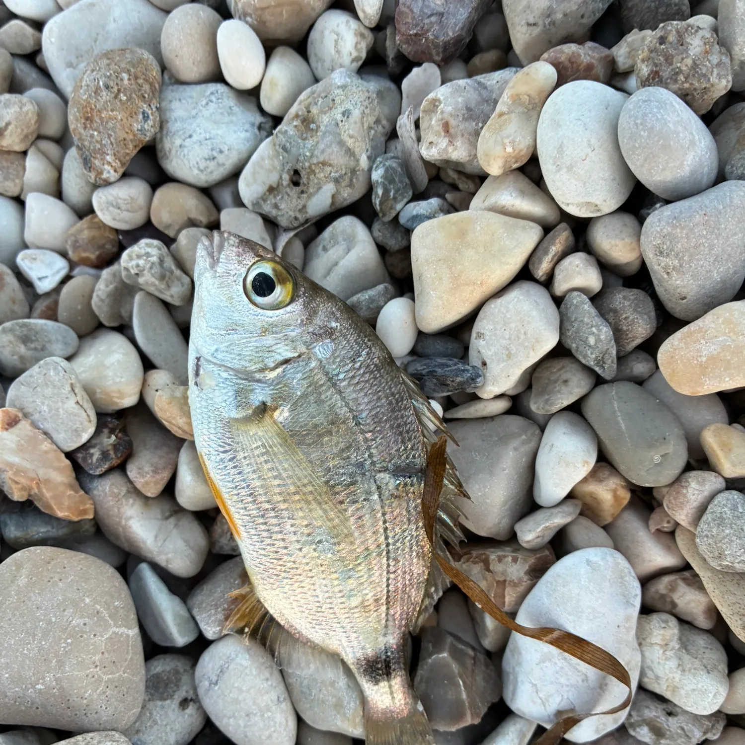 White seabream caught on Fishbrain