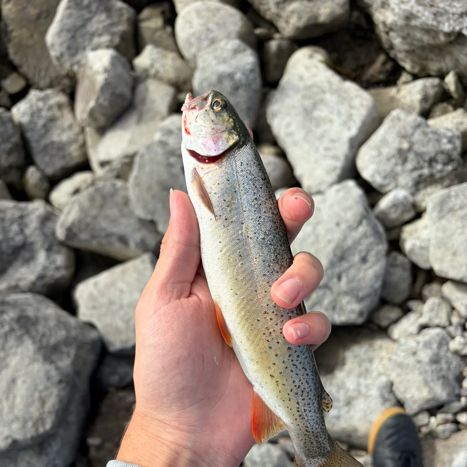 Snake River fine-spotted cutthroat trout caught on Fishbrain