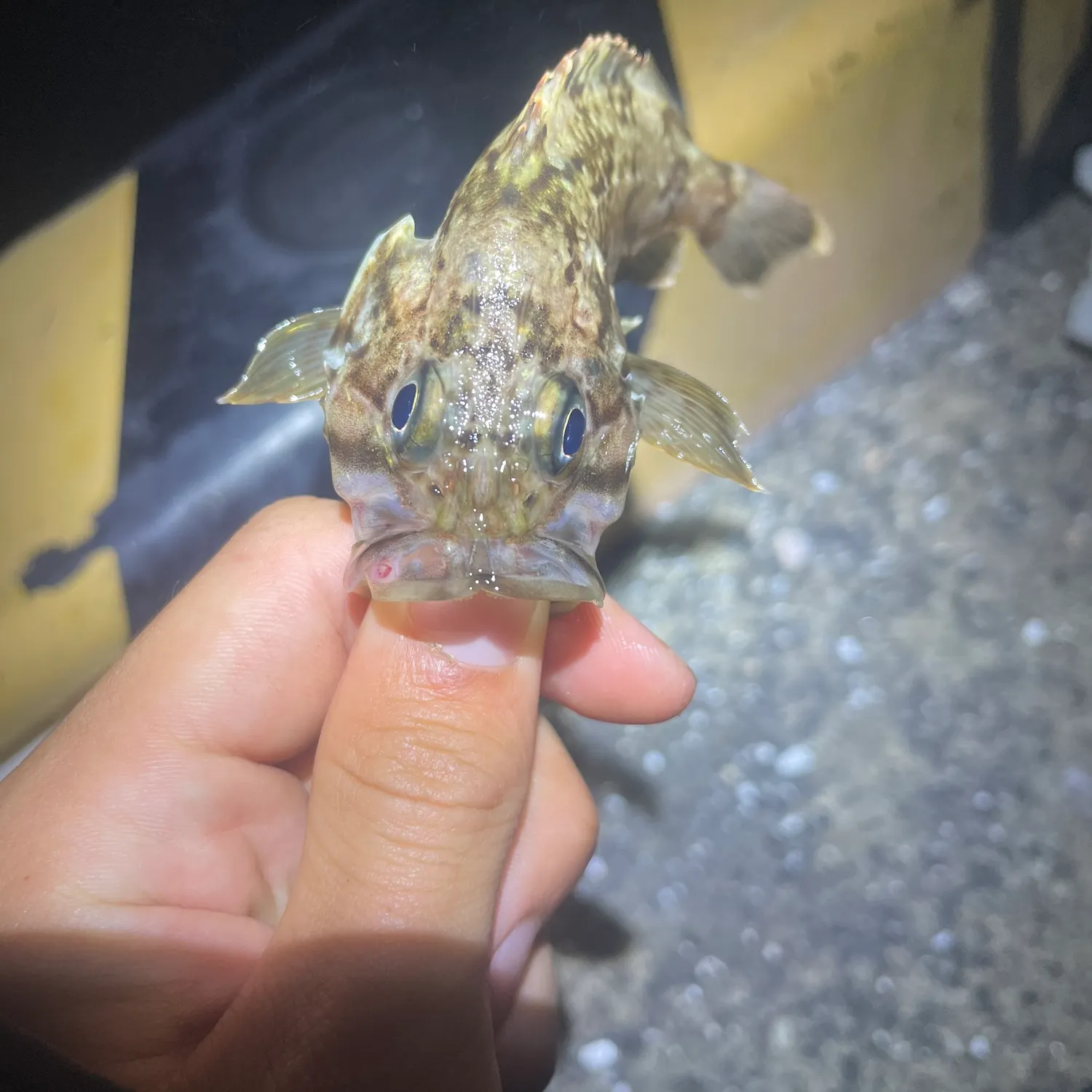 The most recent Japanese white seaperch catches on Fishbrain
