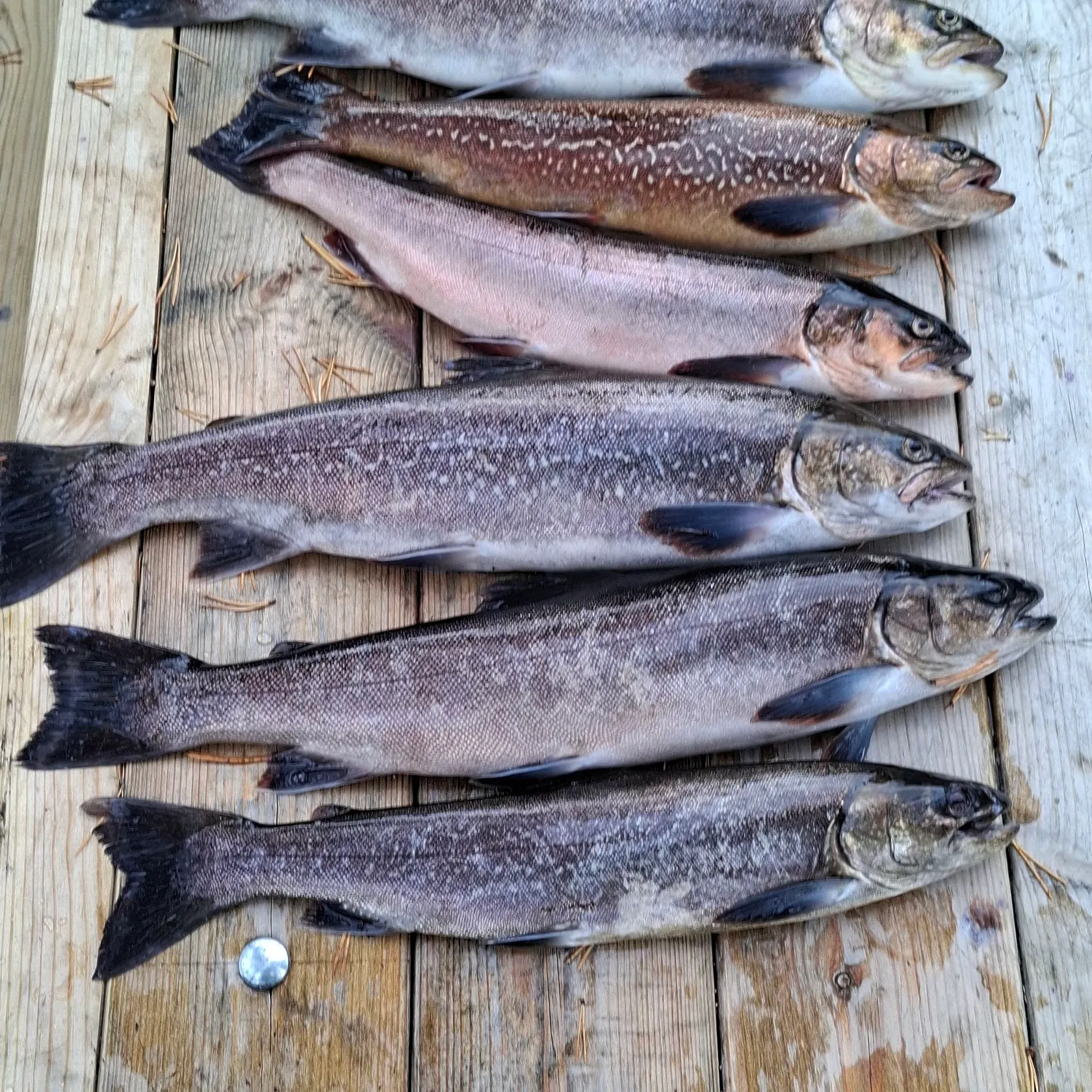 The most recent Arctic char catches on Fishbrain