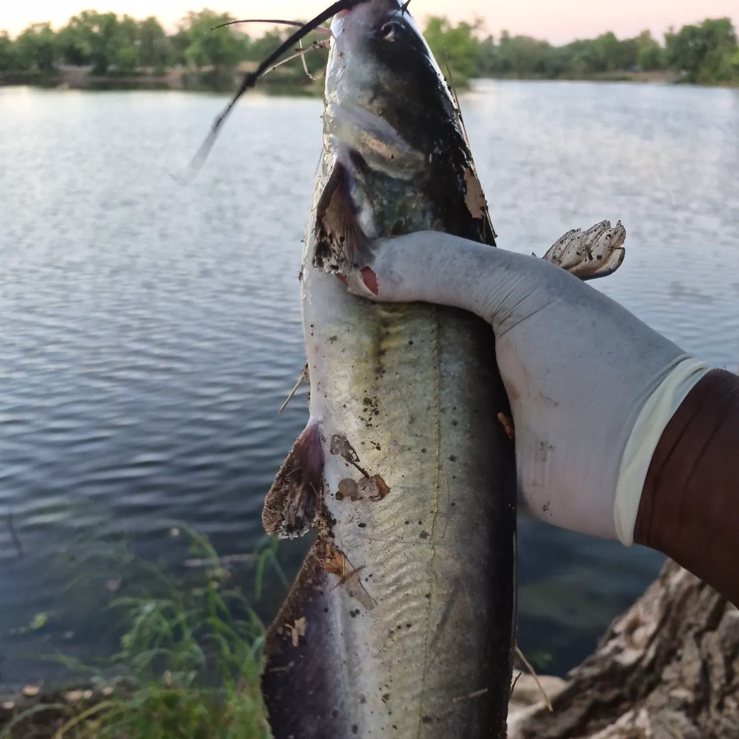 Channel catfish caught on Fishbrain
