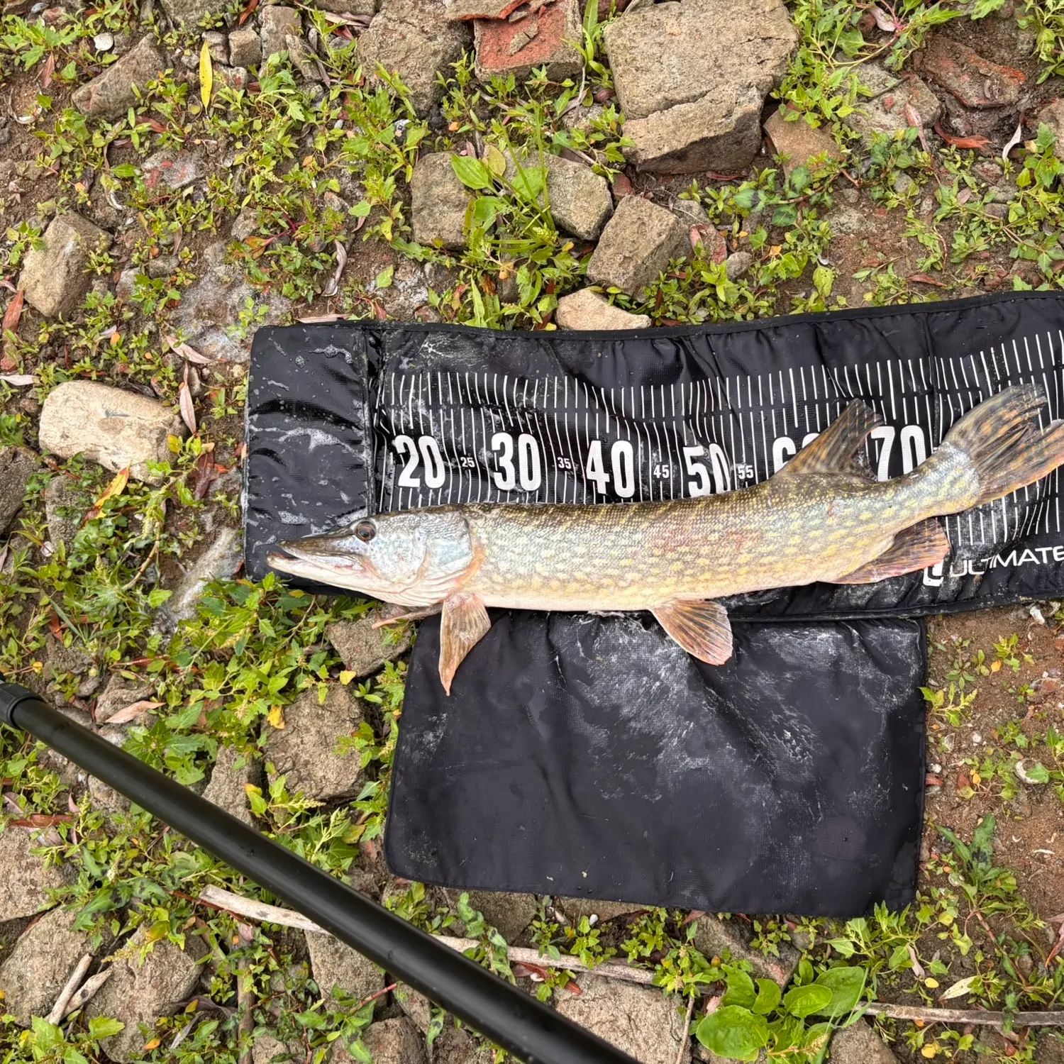 Northern pike caught on Fishbrain