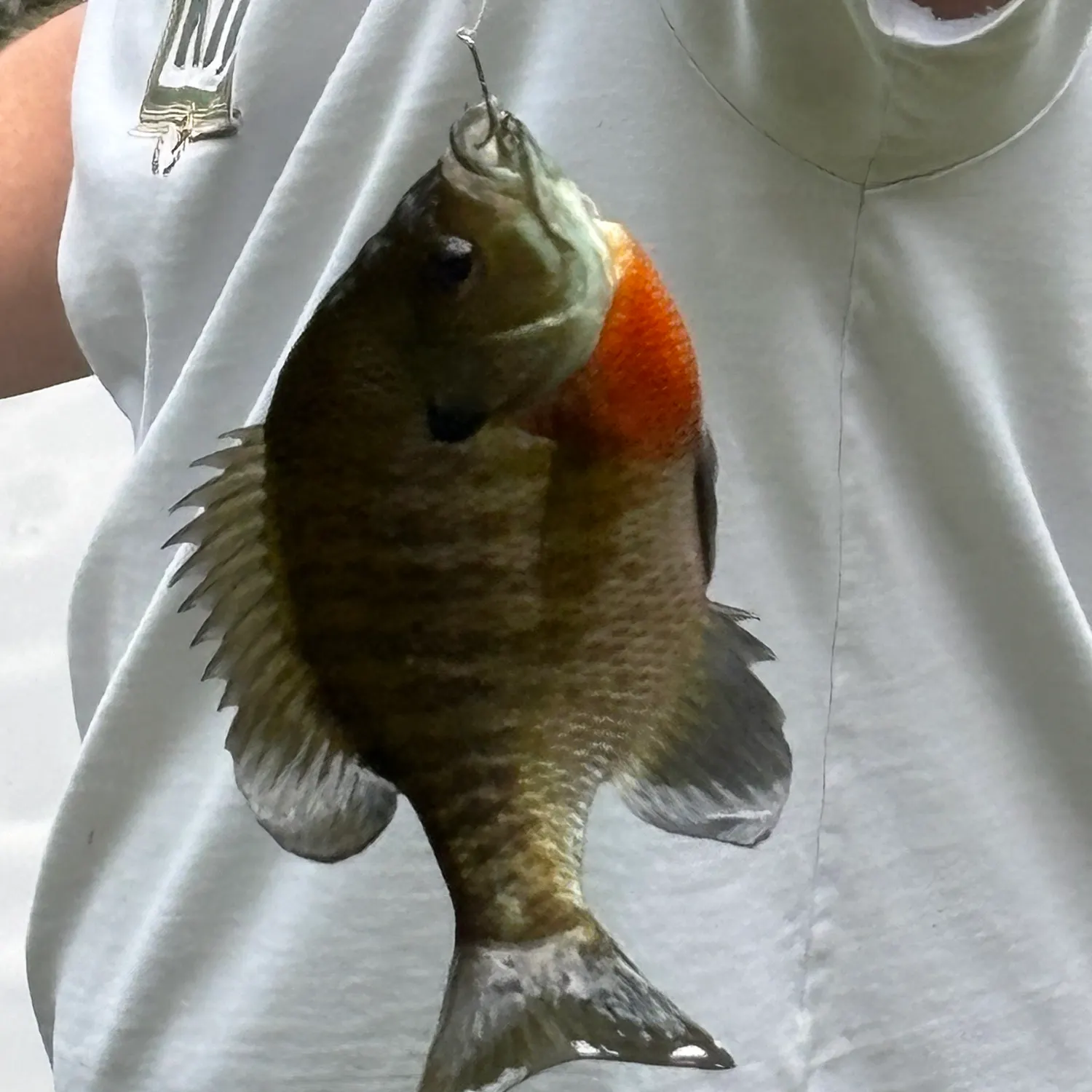 Bluegill caught on Fishbrain