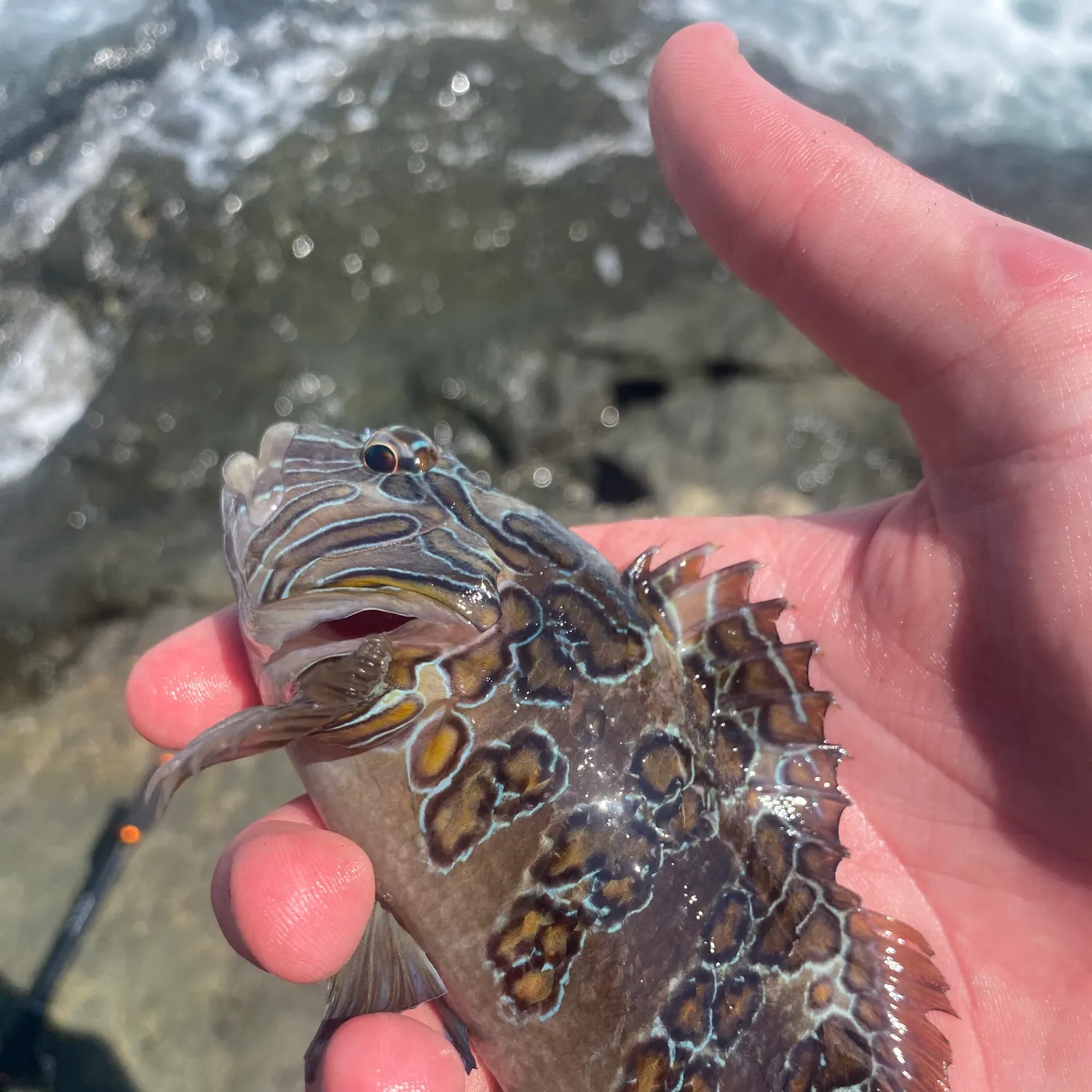 The most recent Giant hawkfish catches on Fishbrain